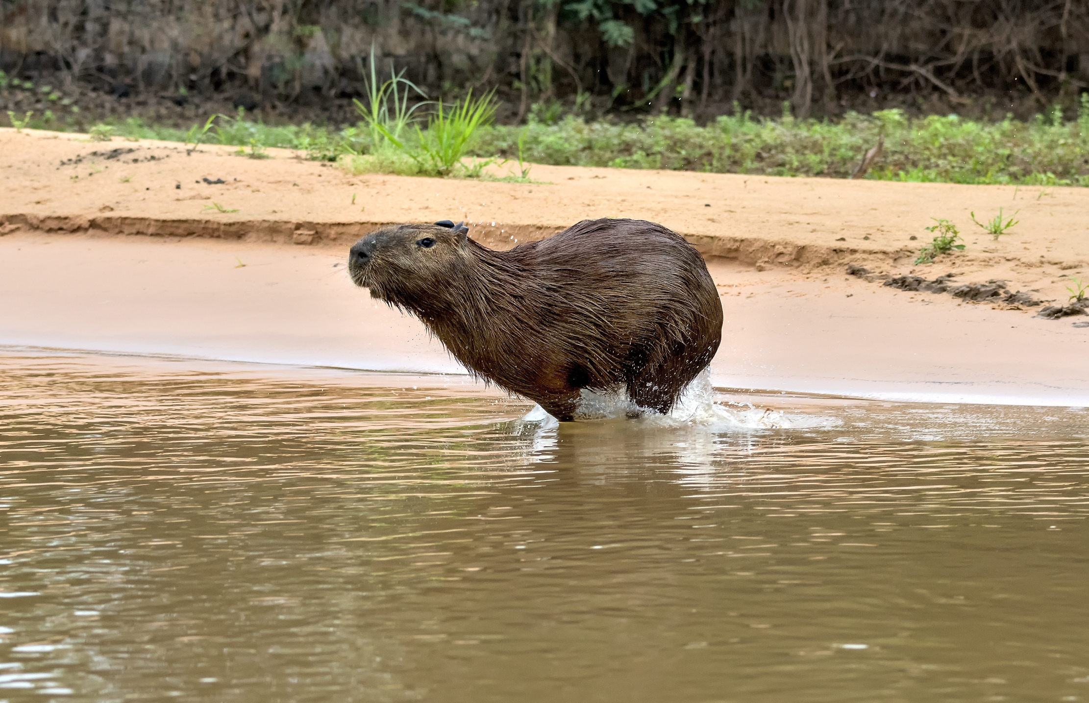 Pantanal 2015 - La fuga del capibara 5