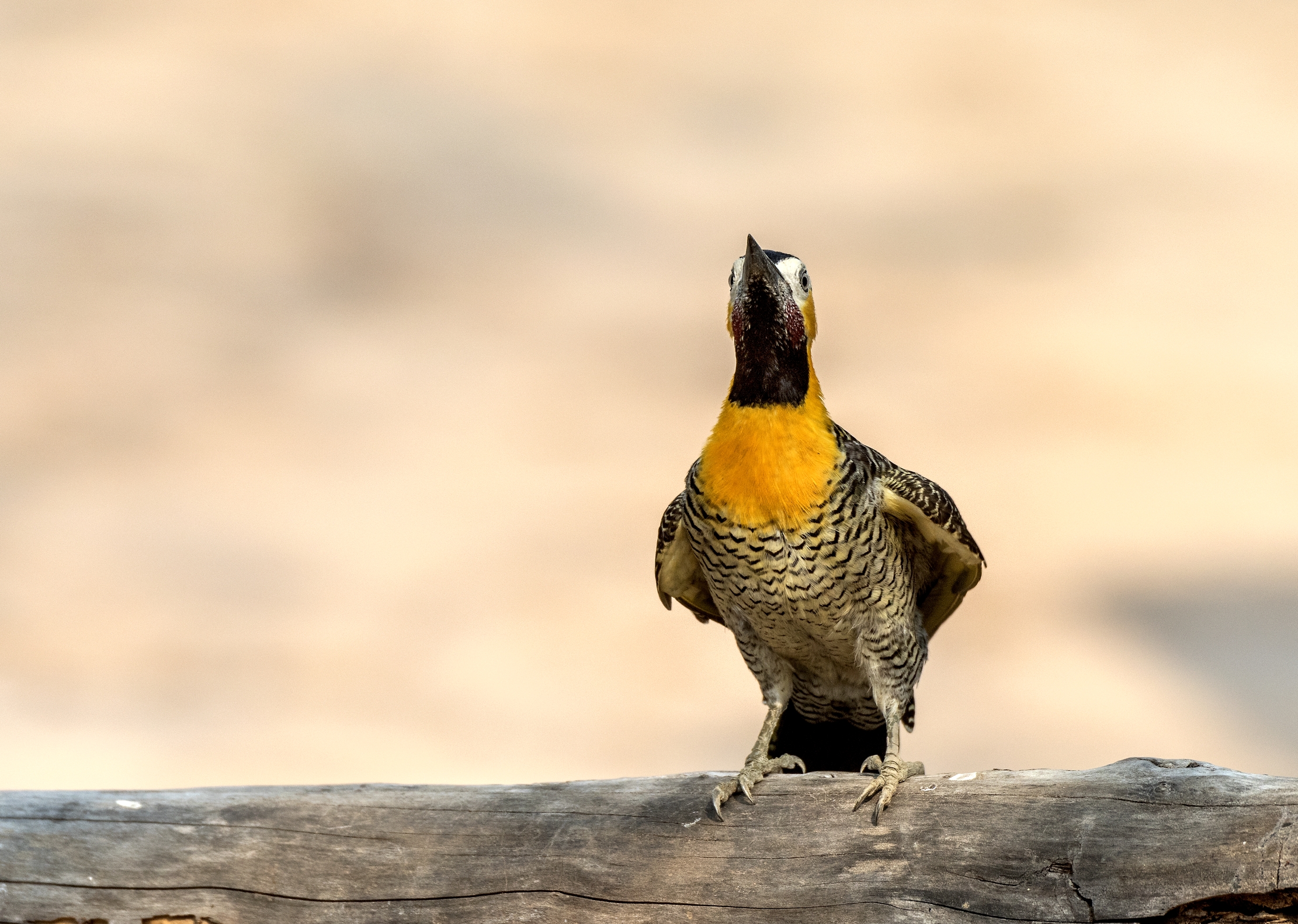 Pantanal 2015 - Picchio di terra