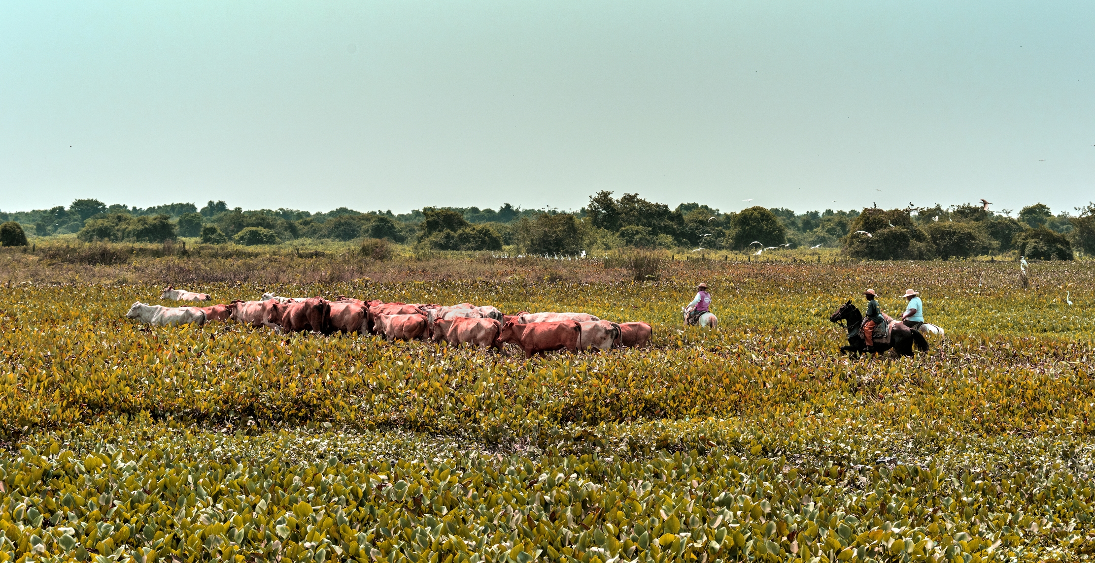 Pantanal 2015 - Pantaneros