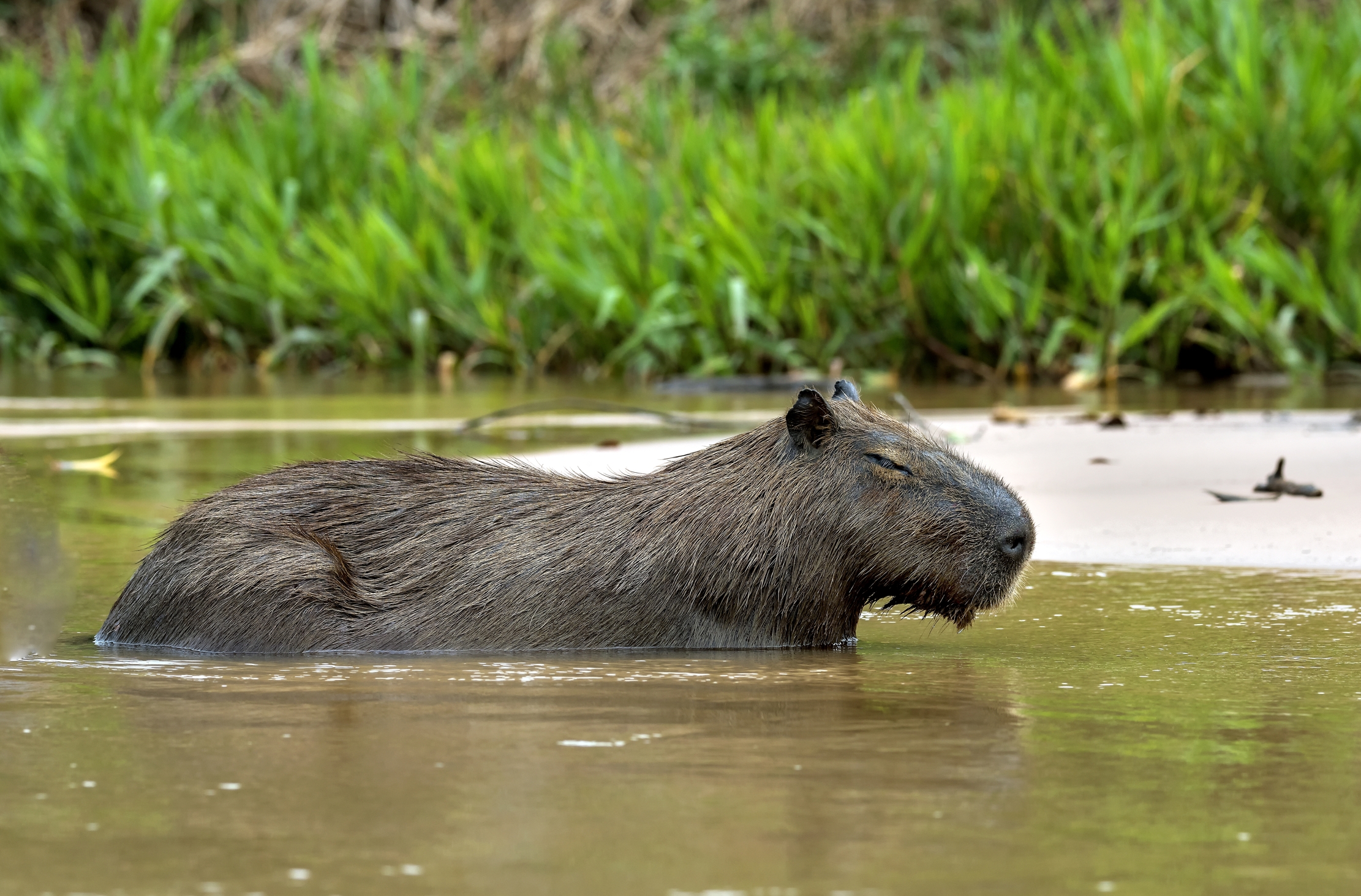 Pantanal 2015 - Capibara