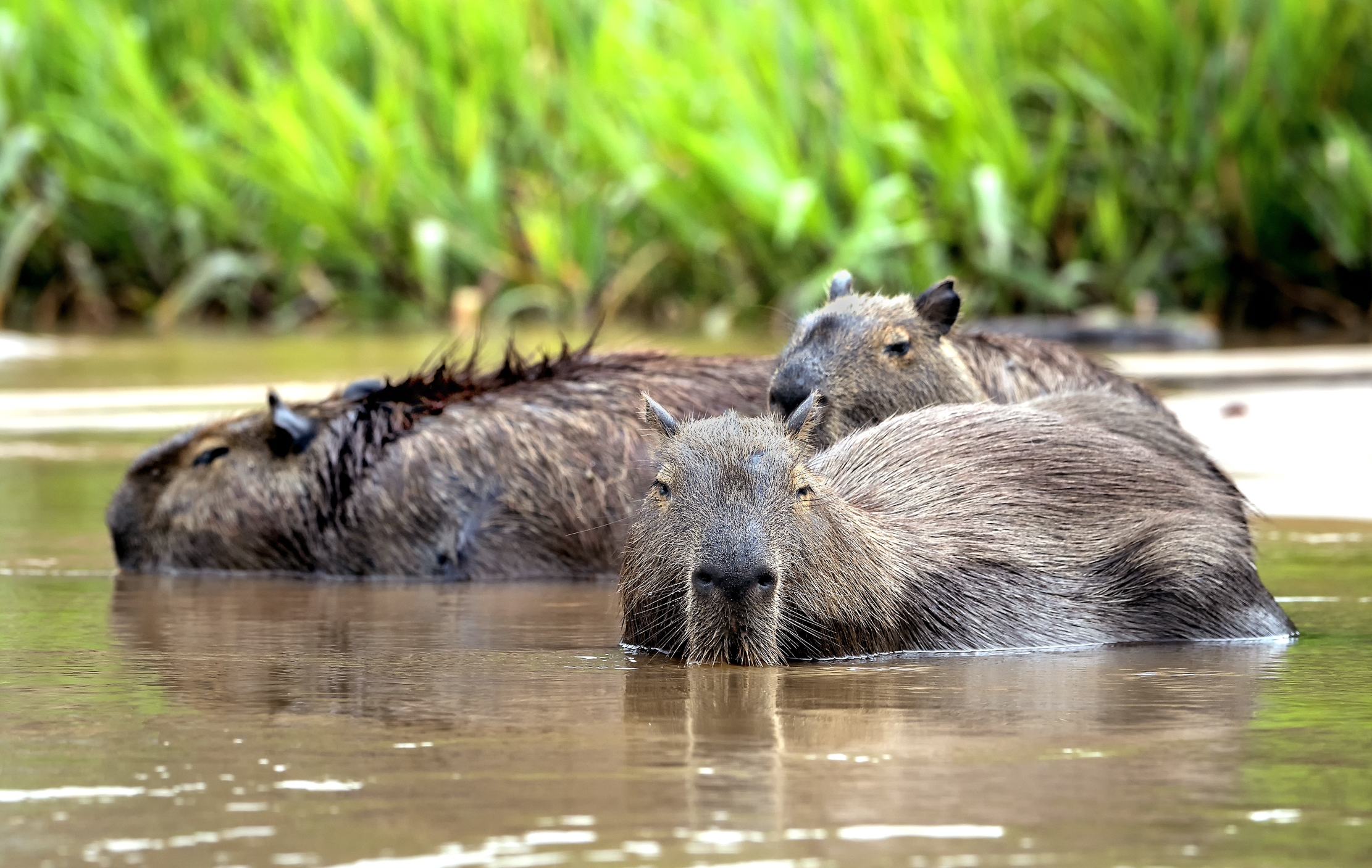 Pantanal 2015 - Capibara