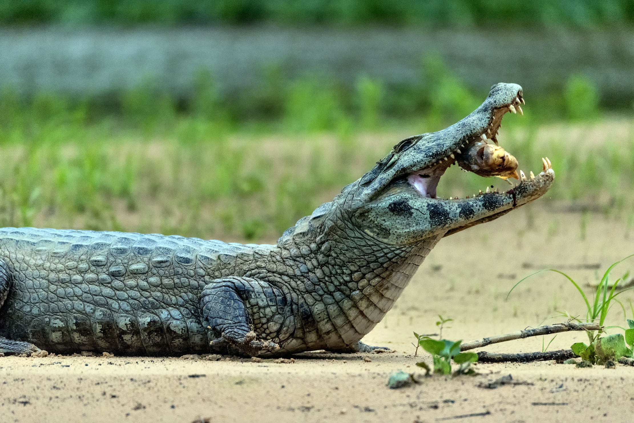 Pantanal 2015 - Caiman