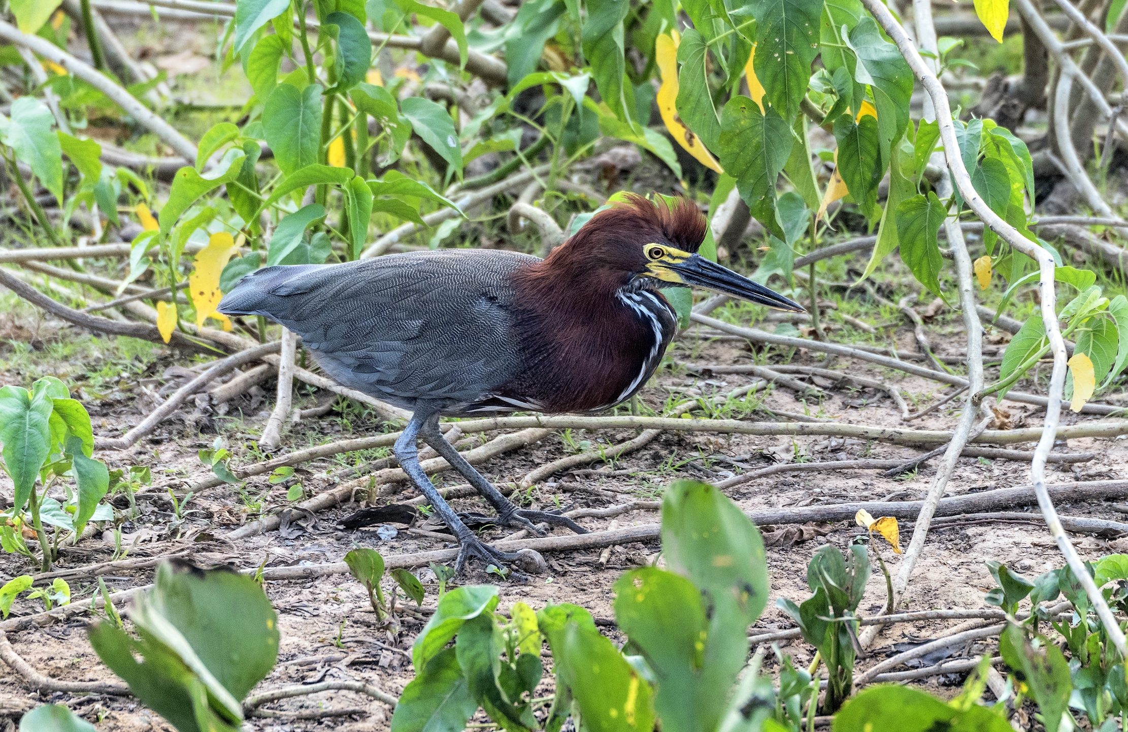 Pantanal 2015 - Airone tigrato