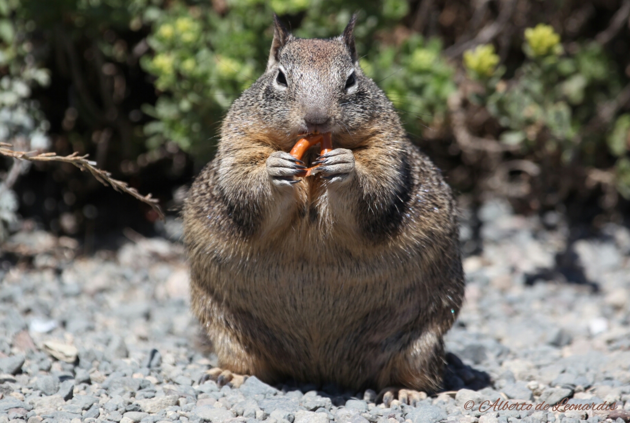 ... And then tomorrow I'm going on a diet!