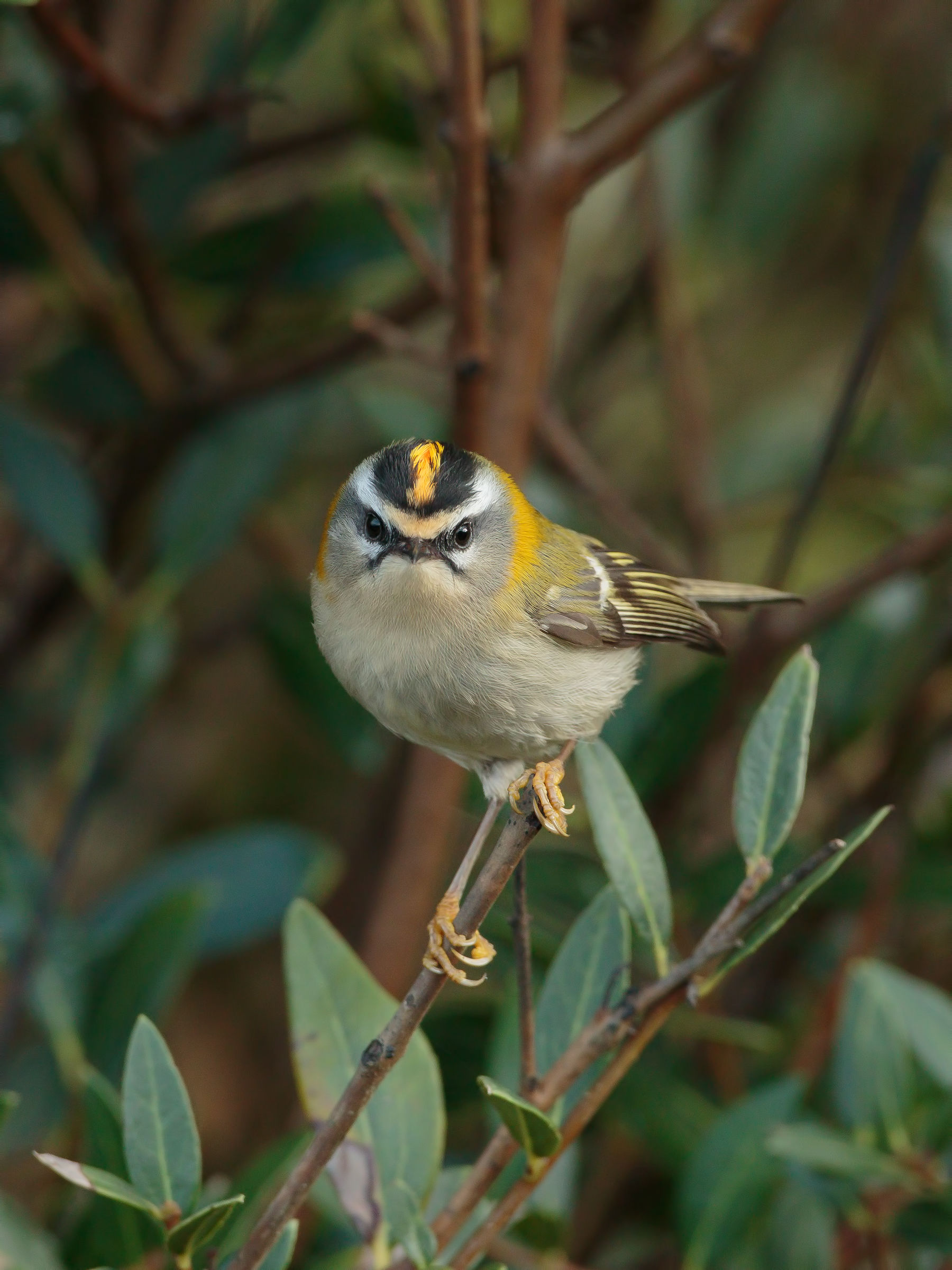 Firecrest look
