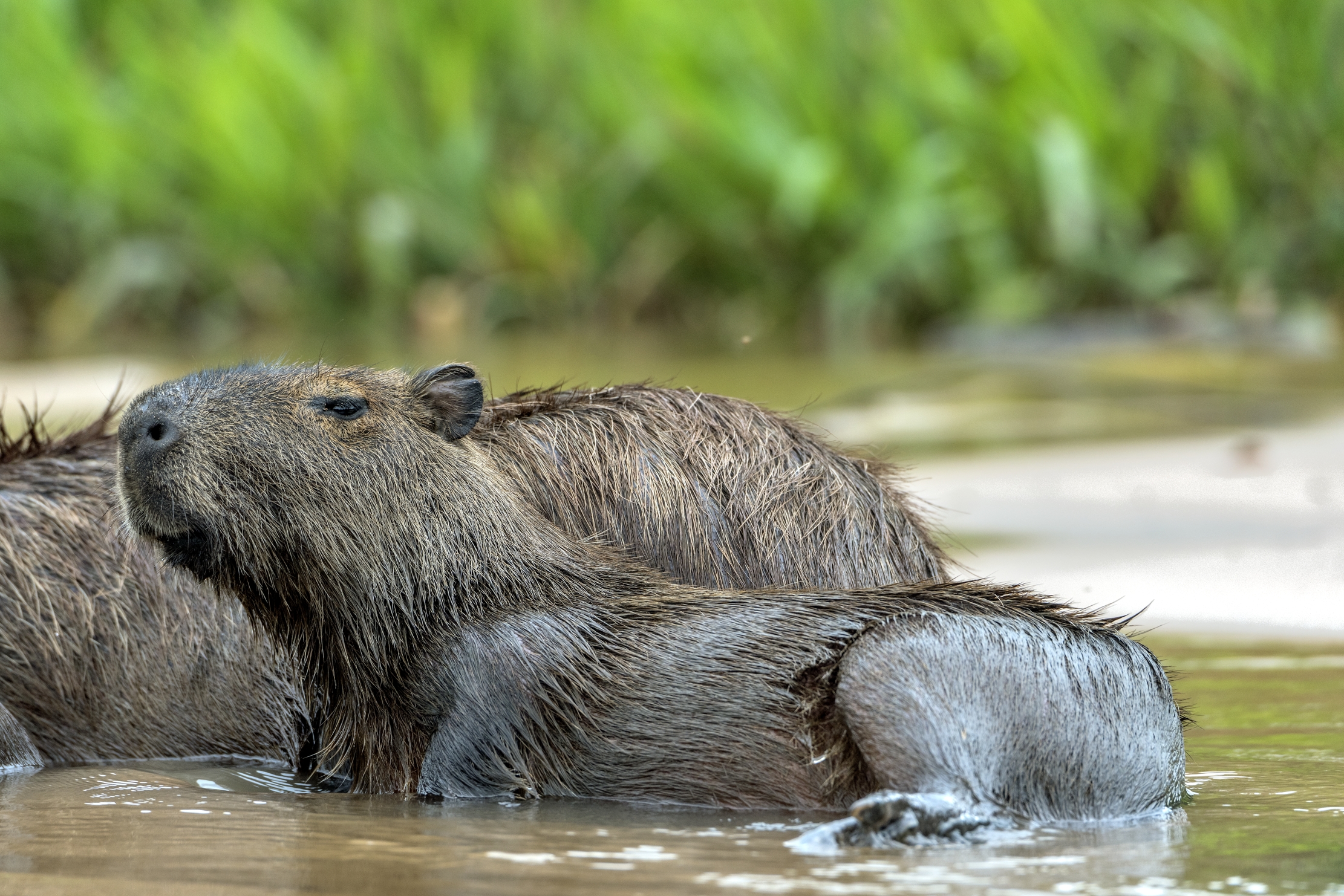 Pantanal 2015 - Capibara