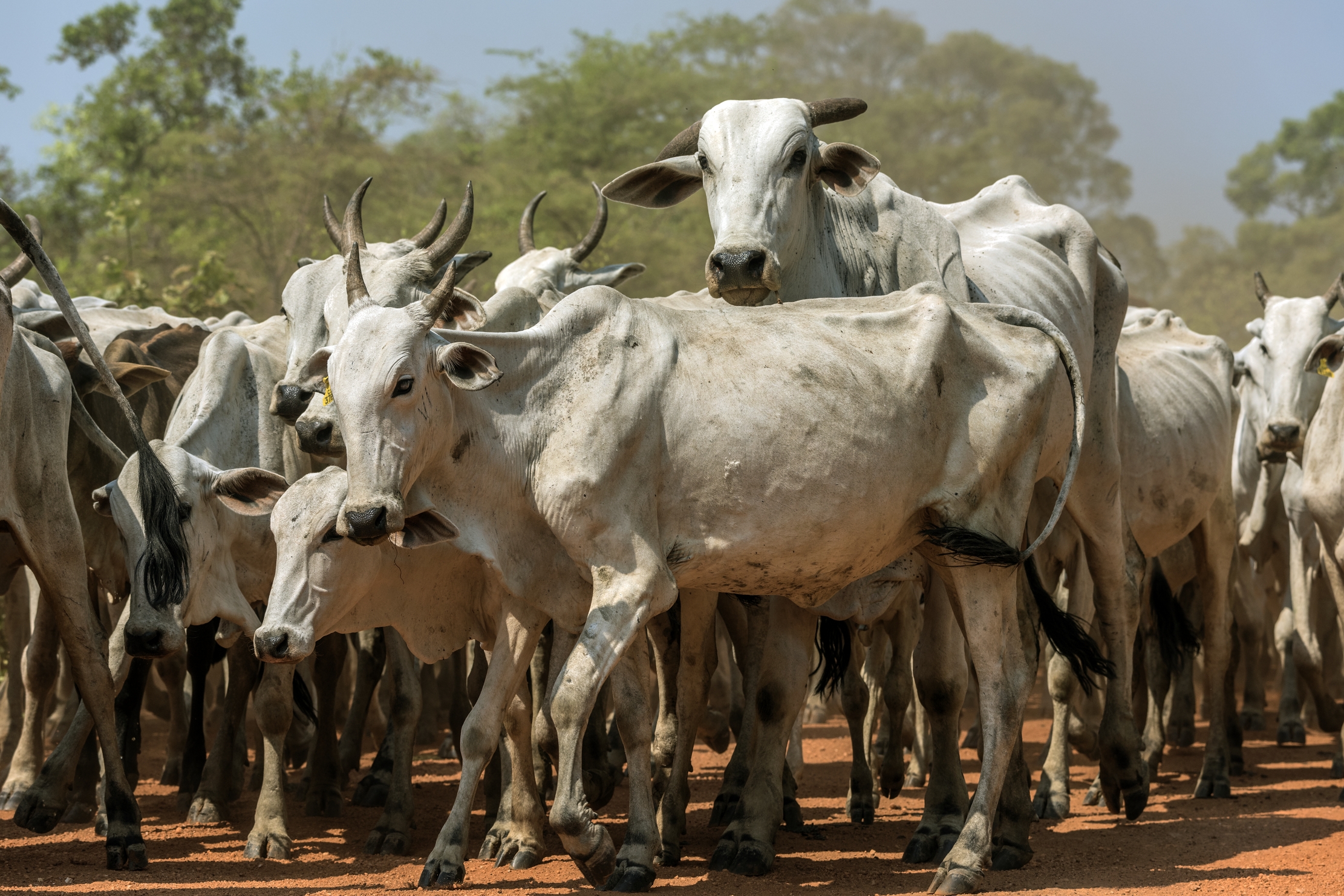 Pantanal 2015 - Mandria Pantaneros