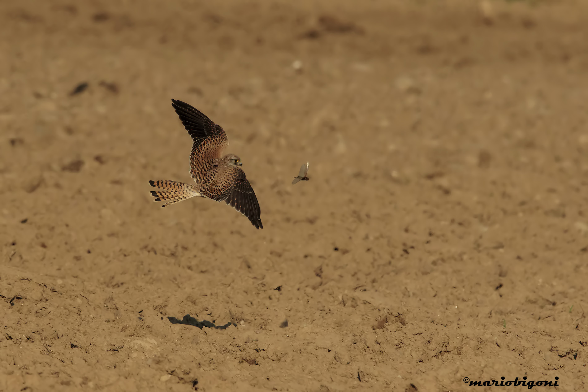 kestrel hunting