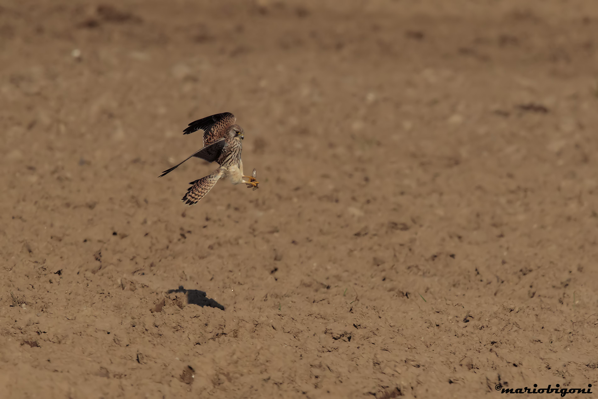 kestrel hunting 1
