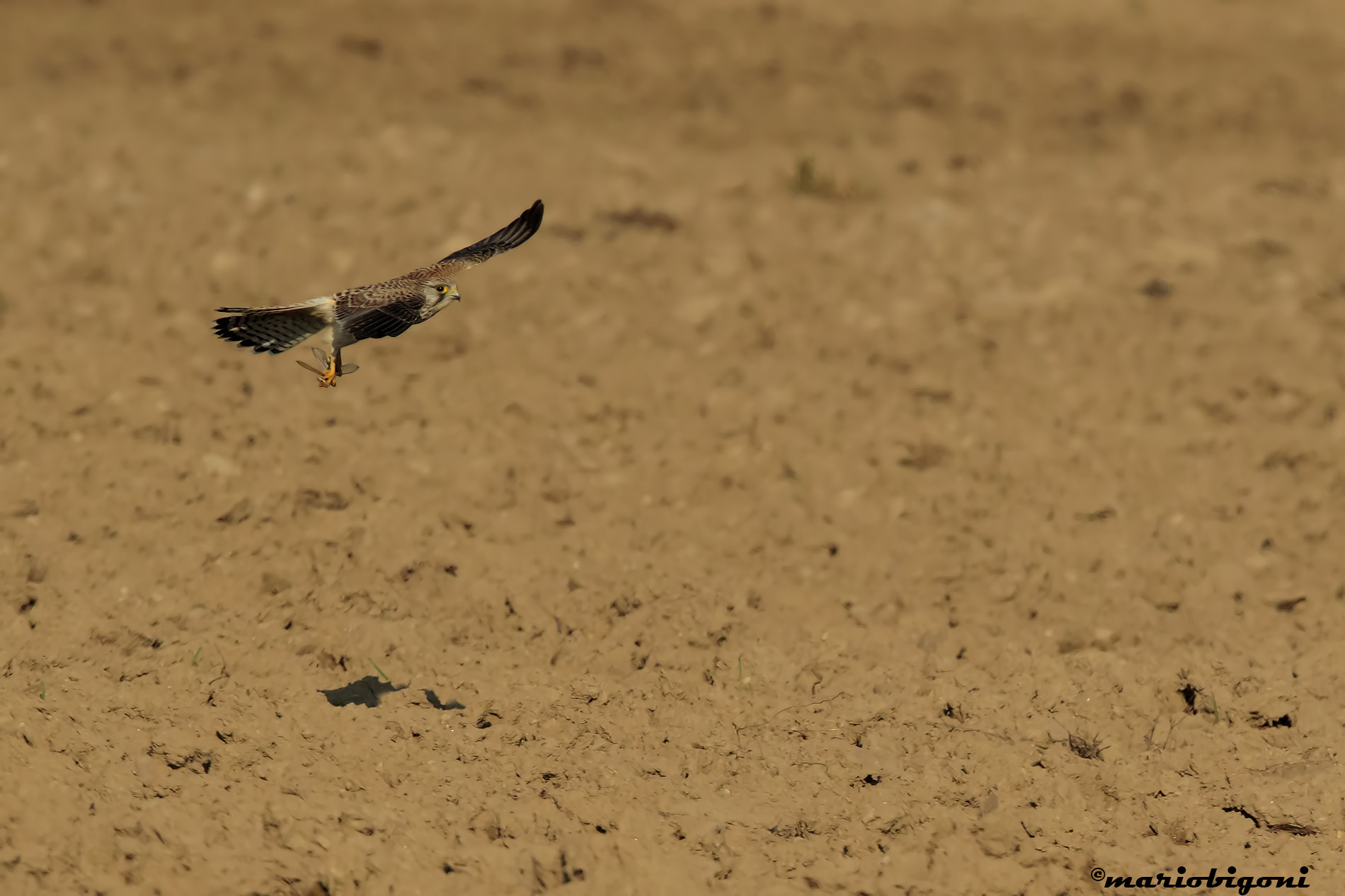 kestrel hunting 3