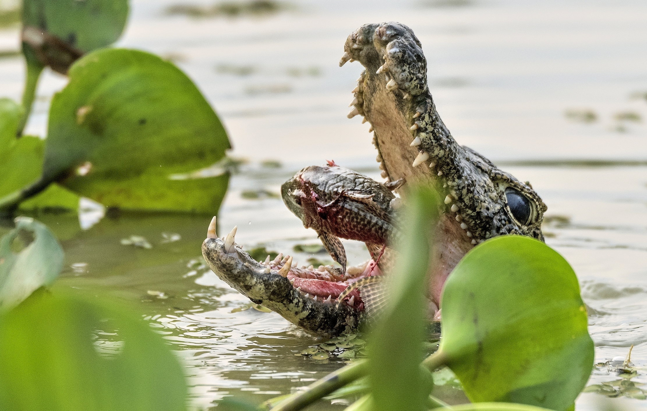 Pantanal 2015 - Caiman