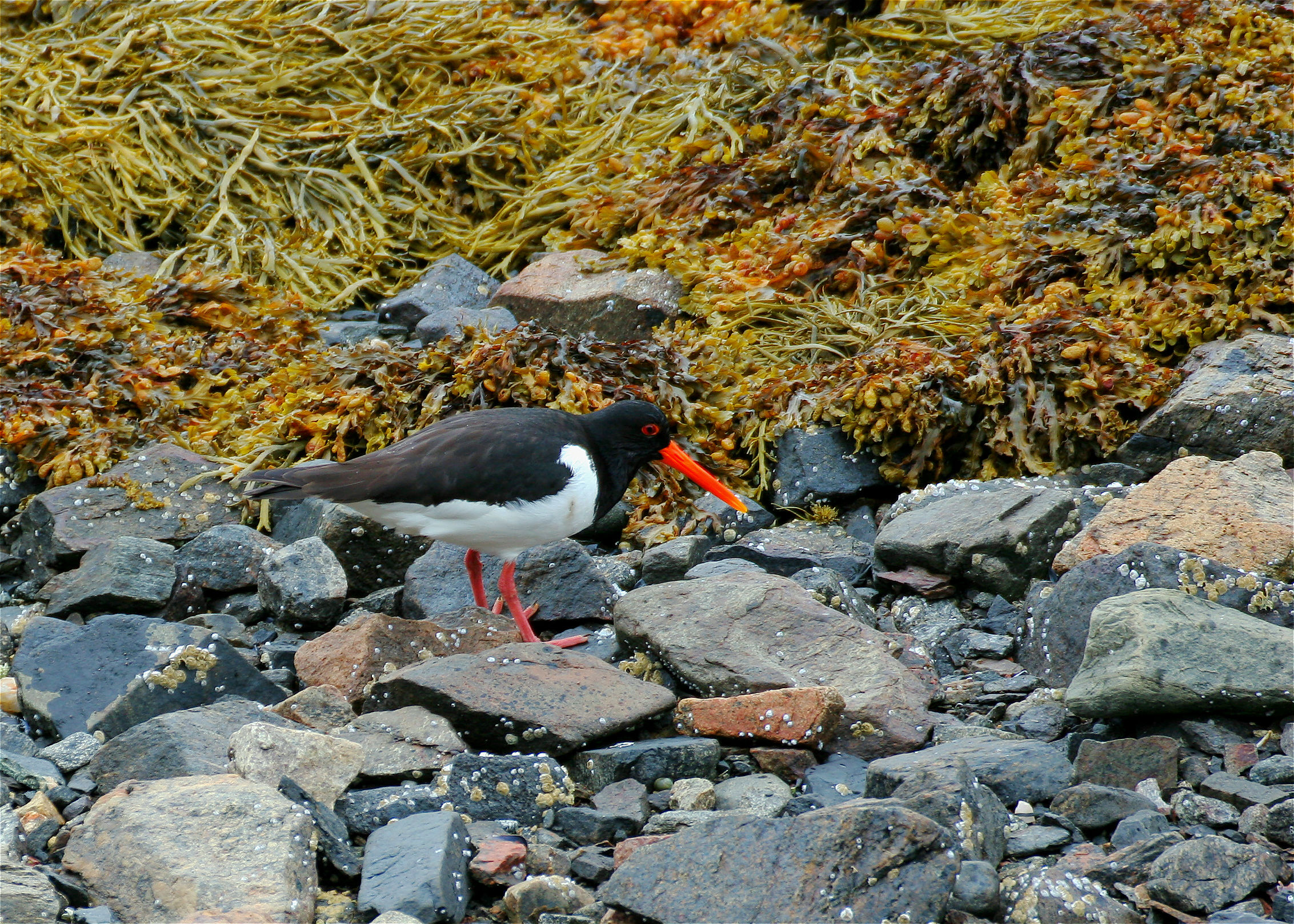 Oystercatcher