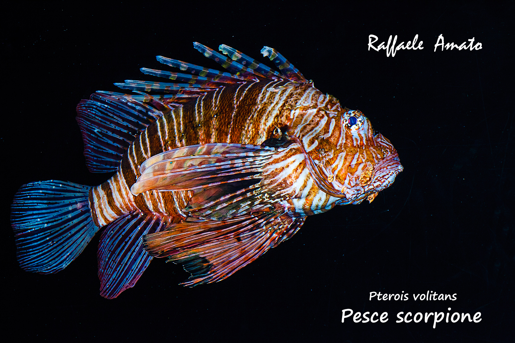 Pterois volitans (scorpion fish)
