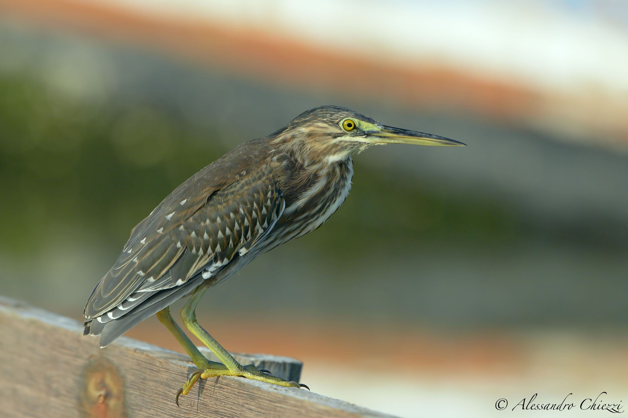 The young dorsoverde