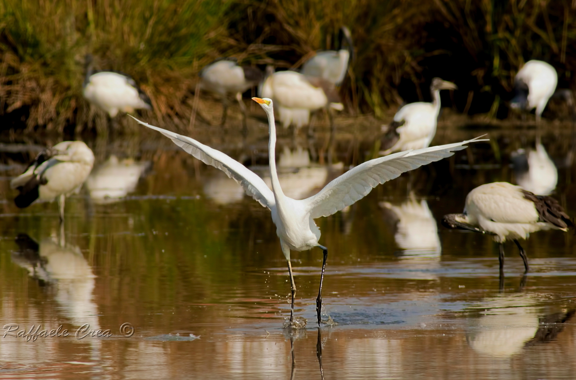 Airone Bianco con cerchio di Ibis Sacri