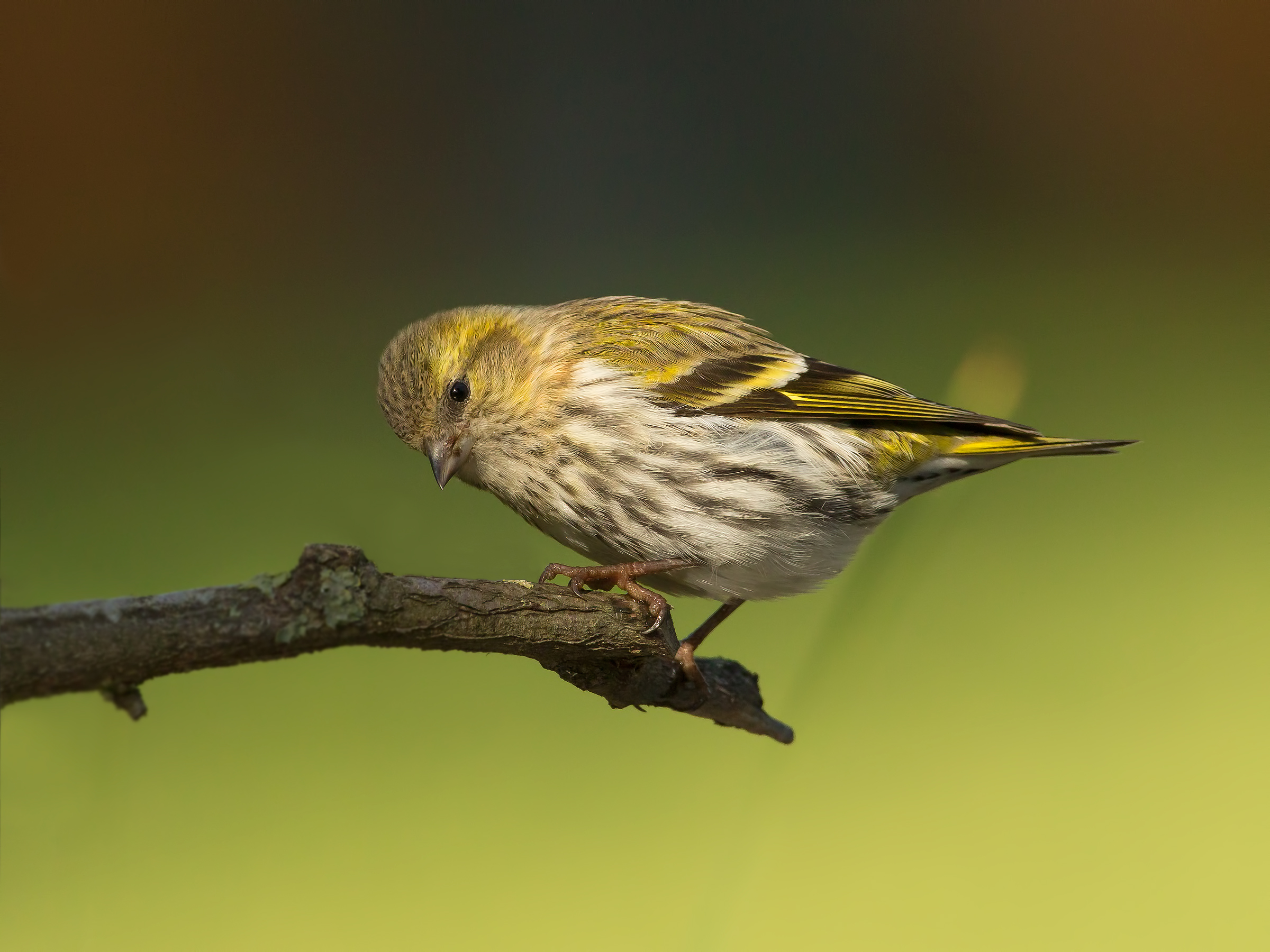 siskin
