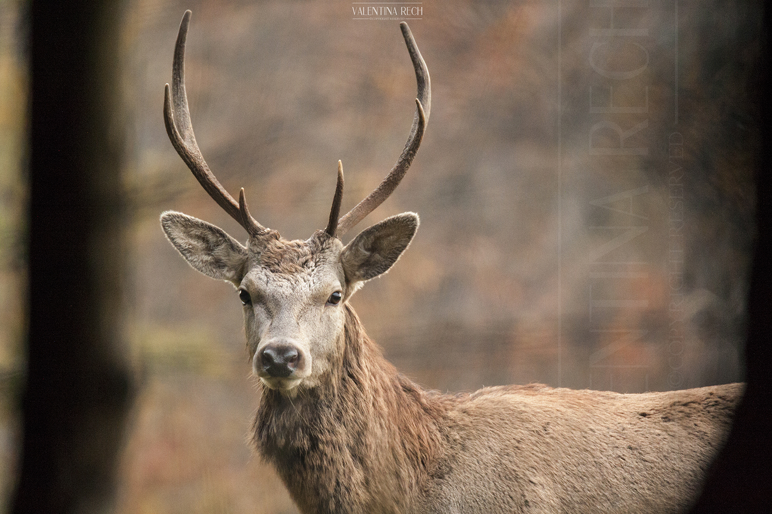 Giovane cervo del Cansiglio