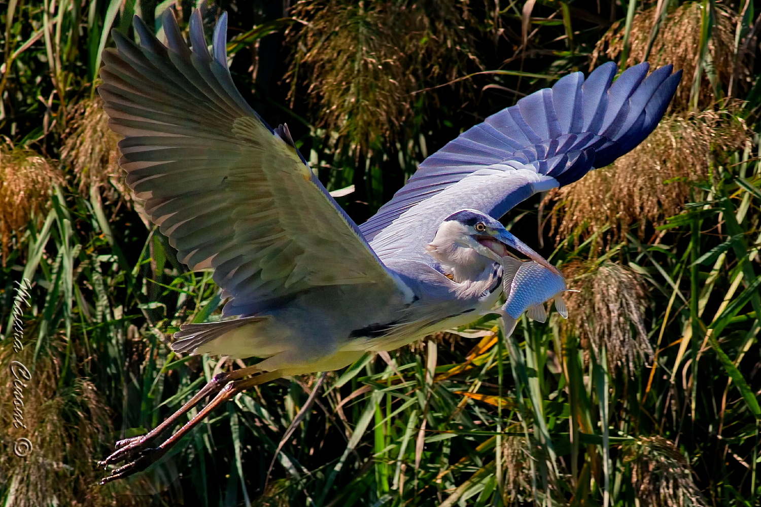 Grey Heron With Big Preda