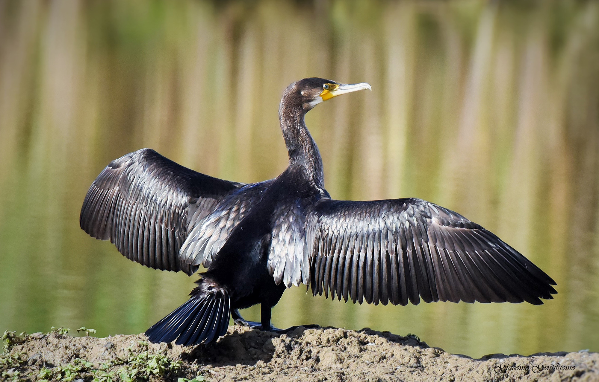cormorano vanitoso