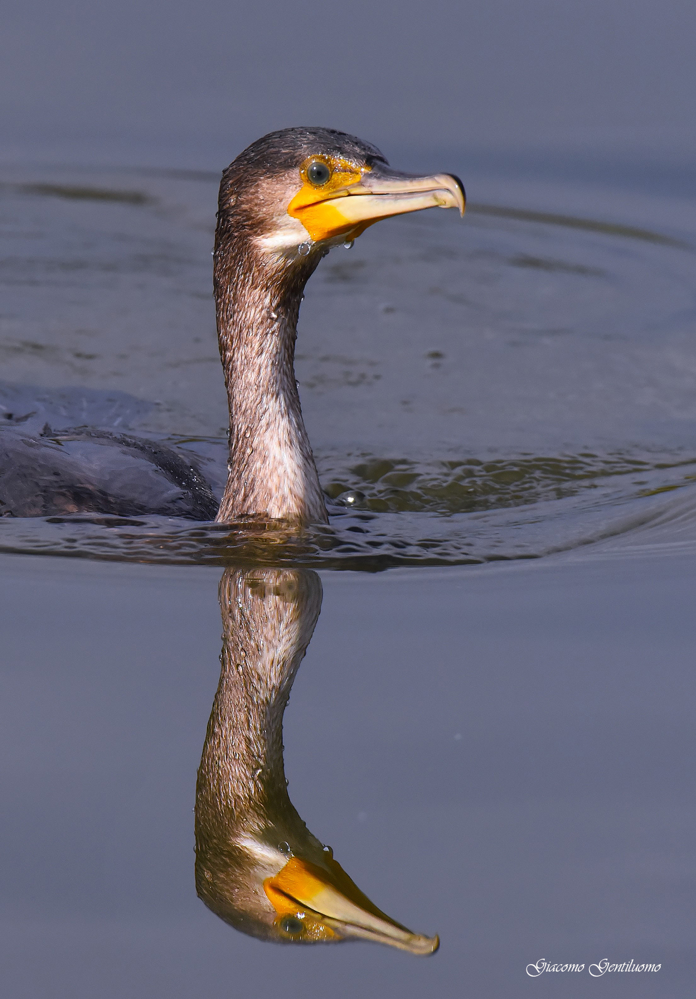 cormorano, asso di bastoni