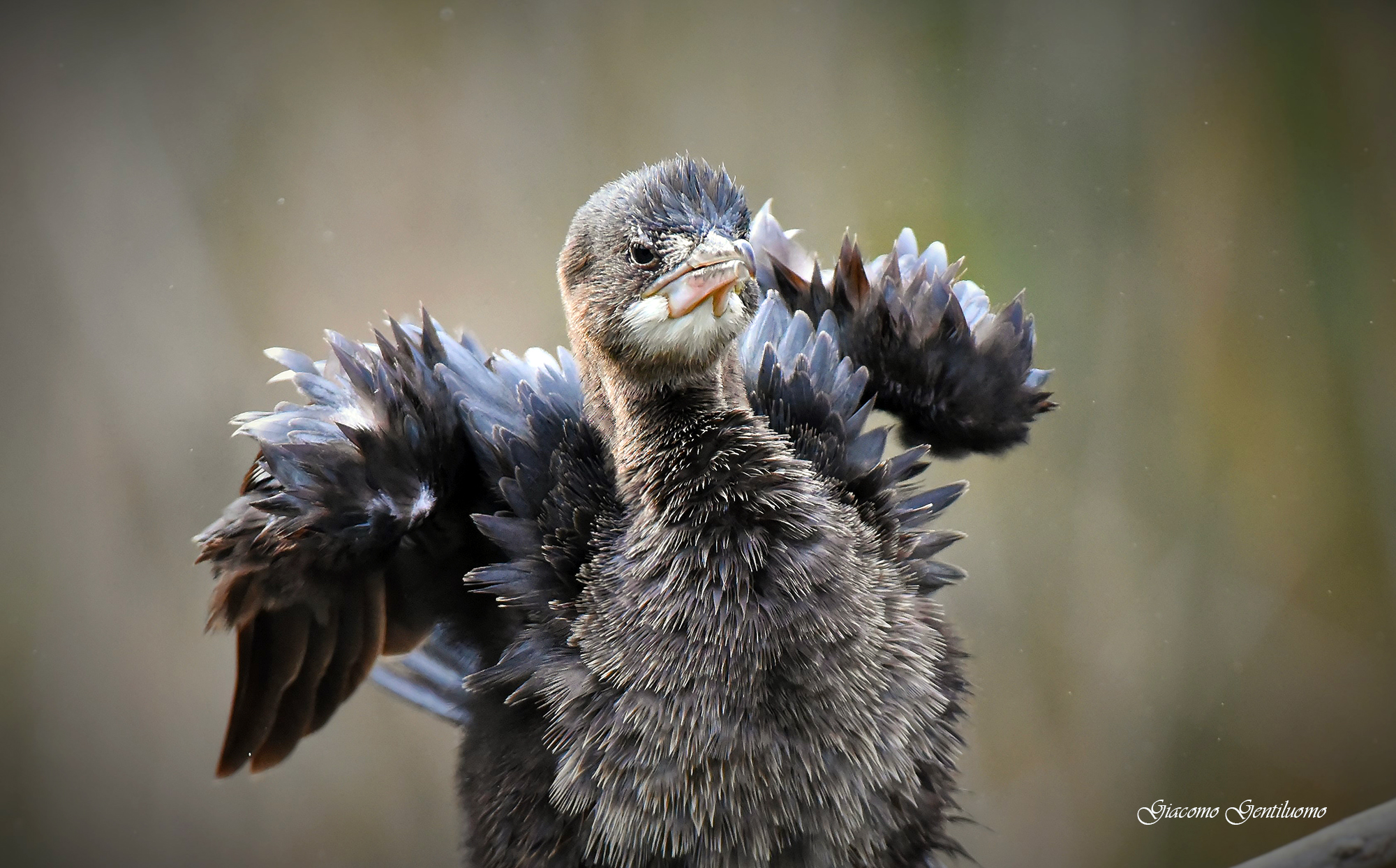 marangone monore simpaticissimo