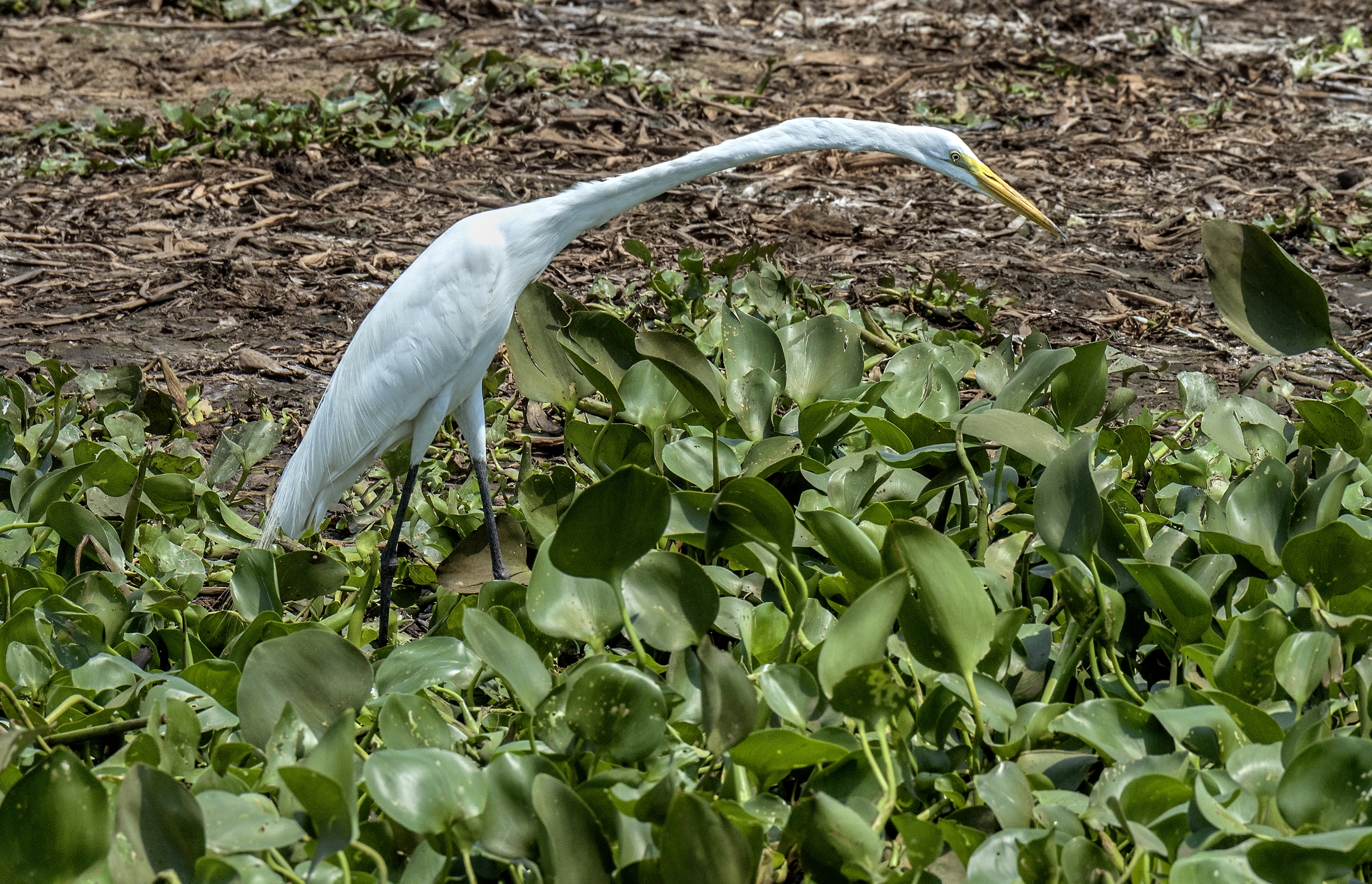 Pantanal 2015 - Airone