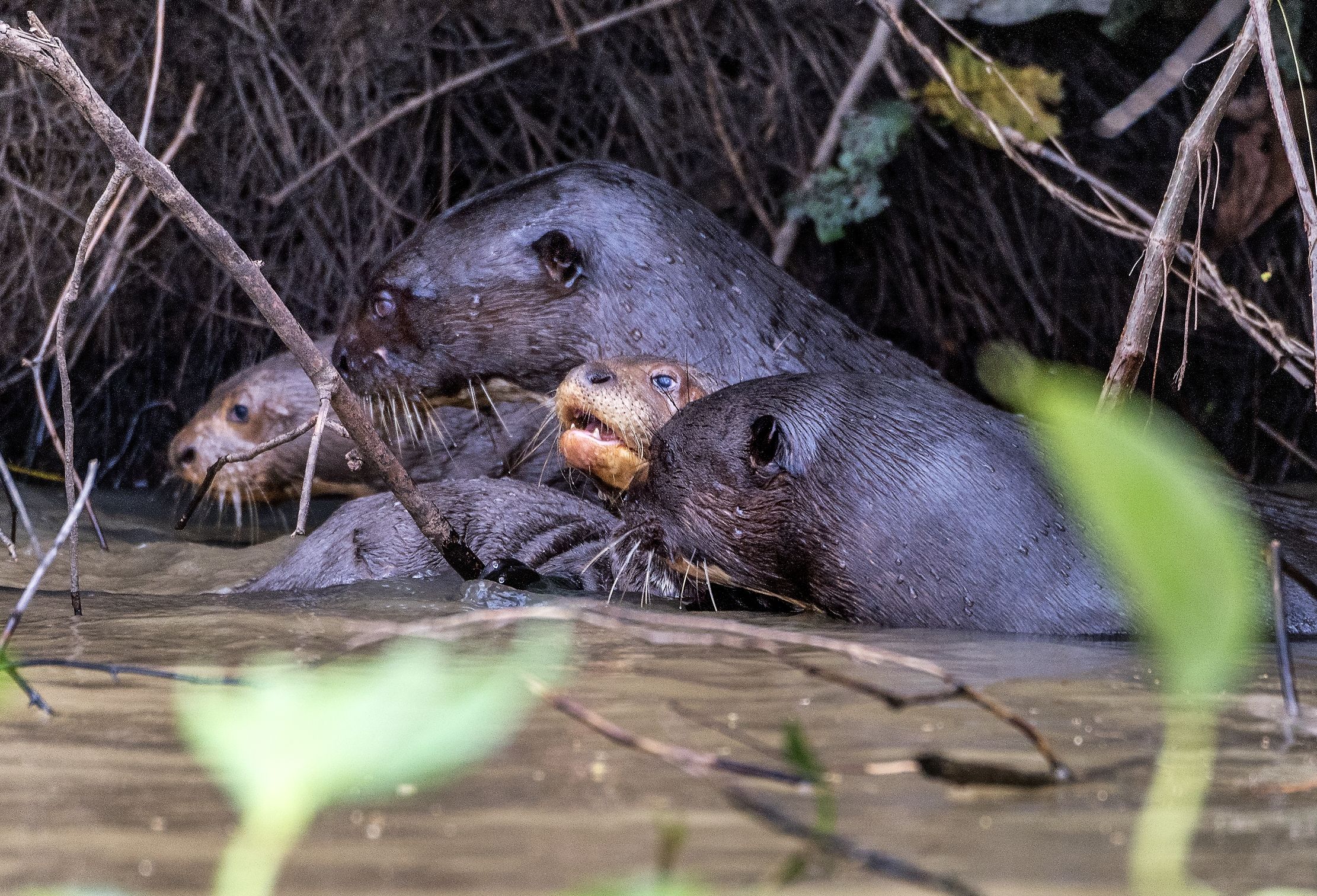 Pantanal 2015 - Protezione