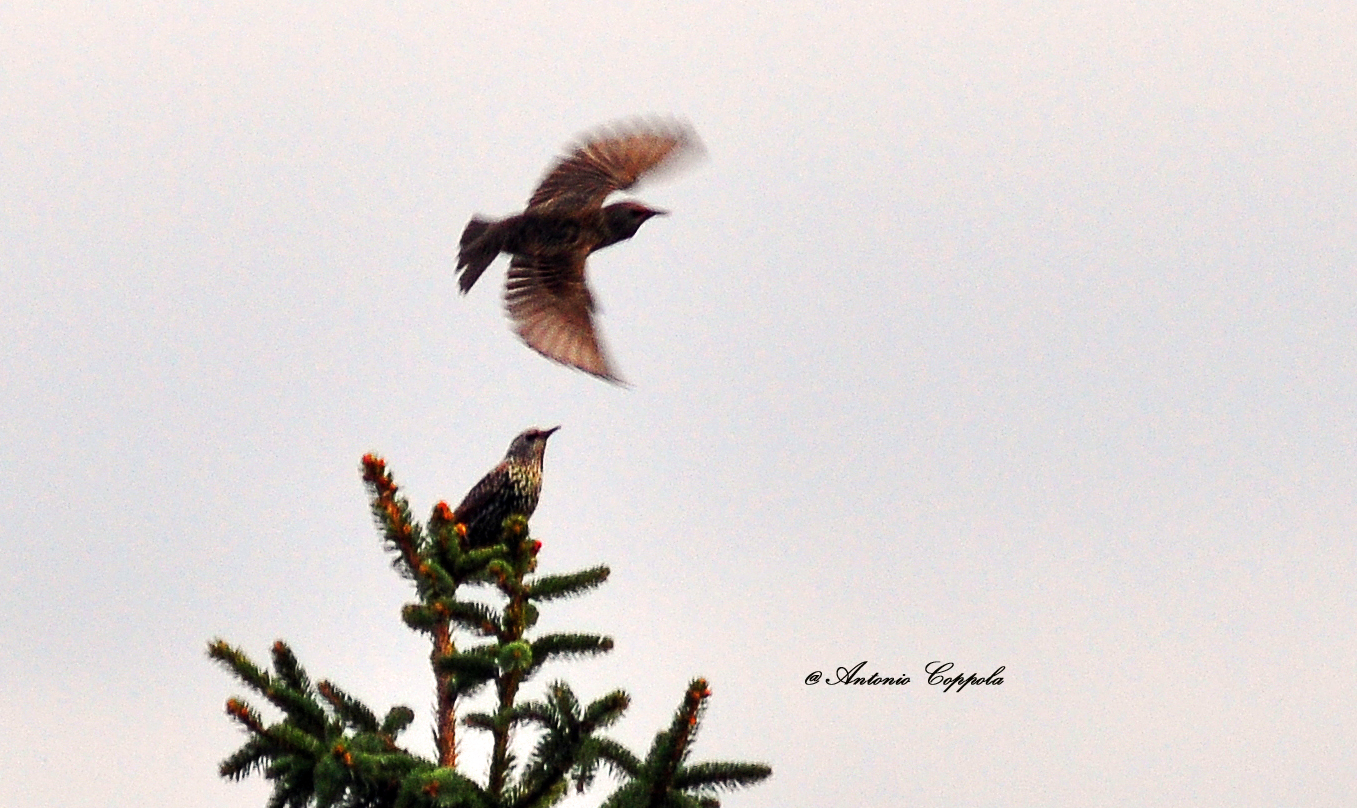 starlings at dusk