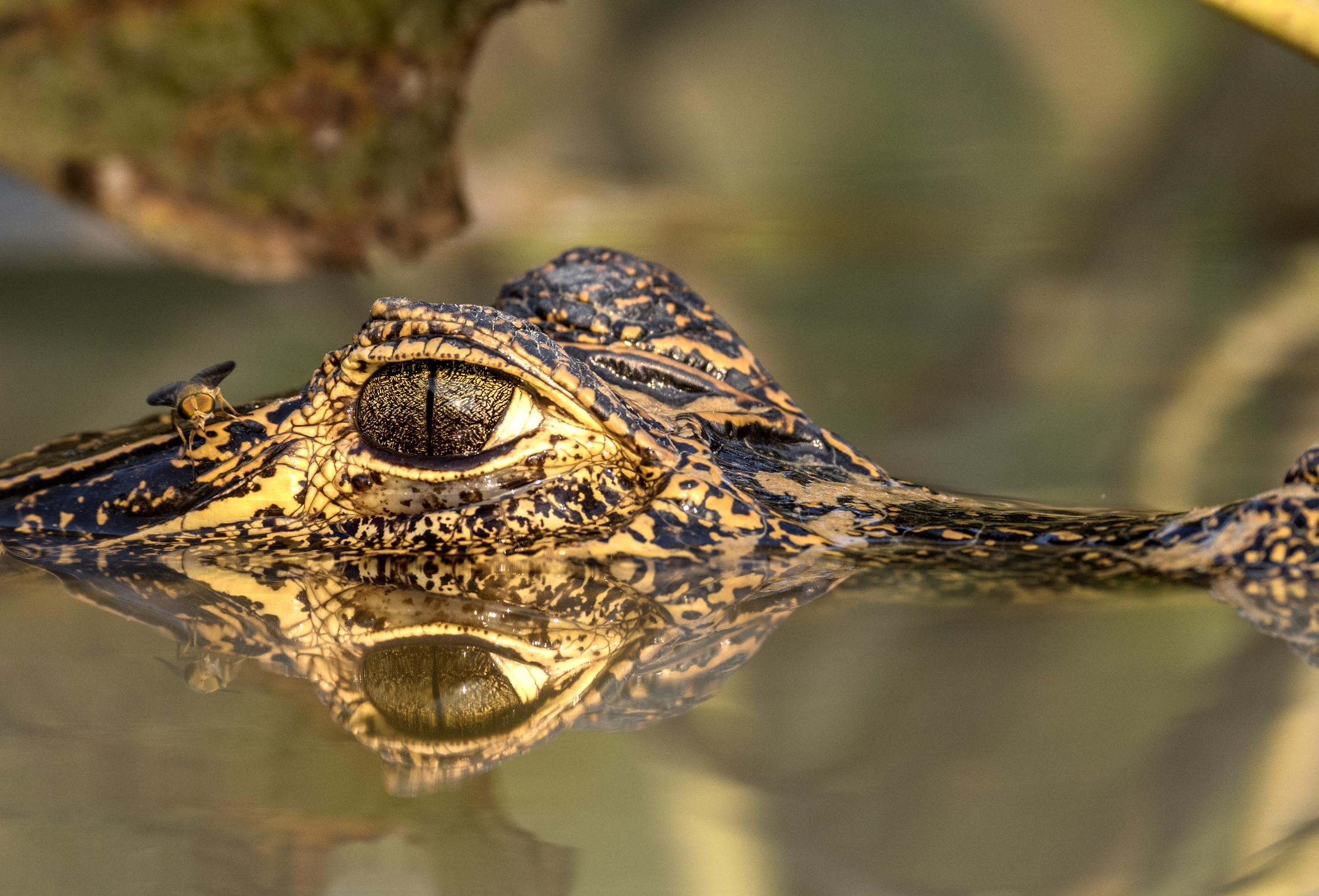 Pantanal 2015 - Caiman