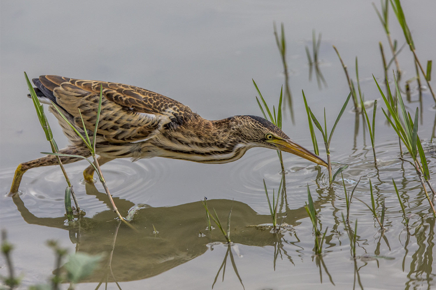 bittern fishing