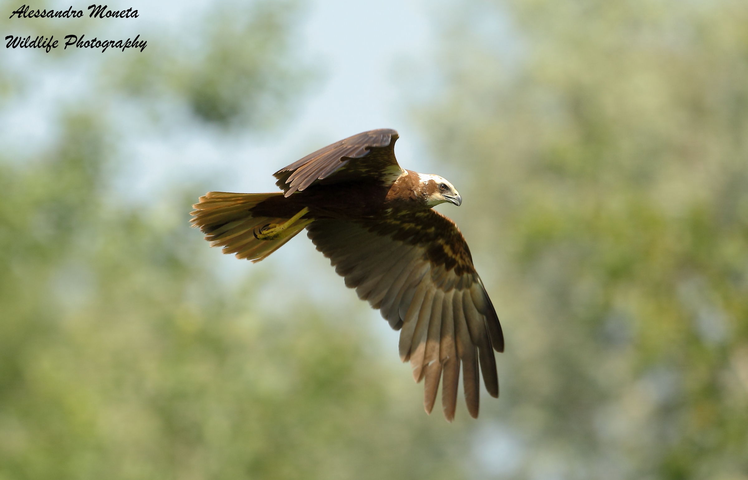 Marsh Harrier