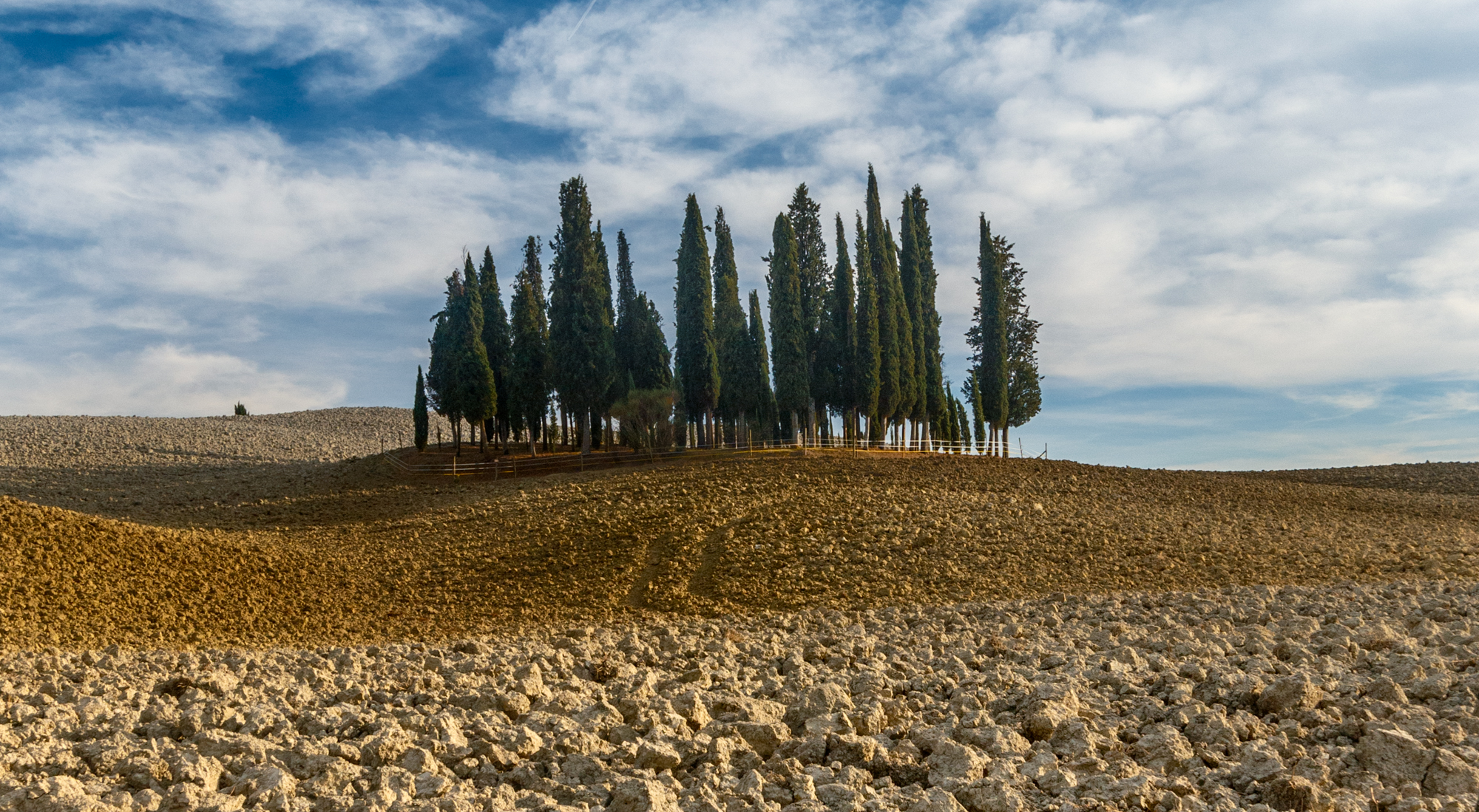 cipressi al tramonto