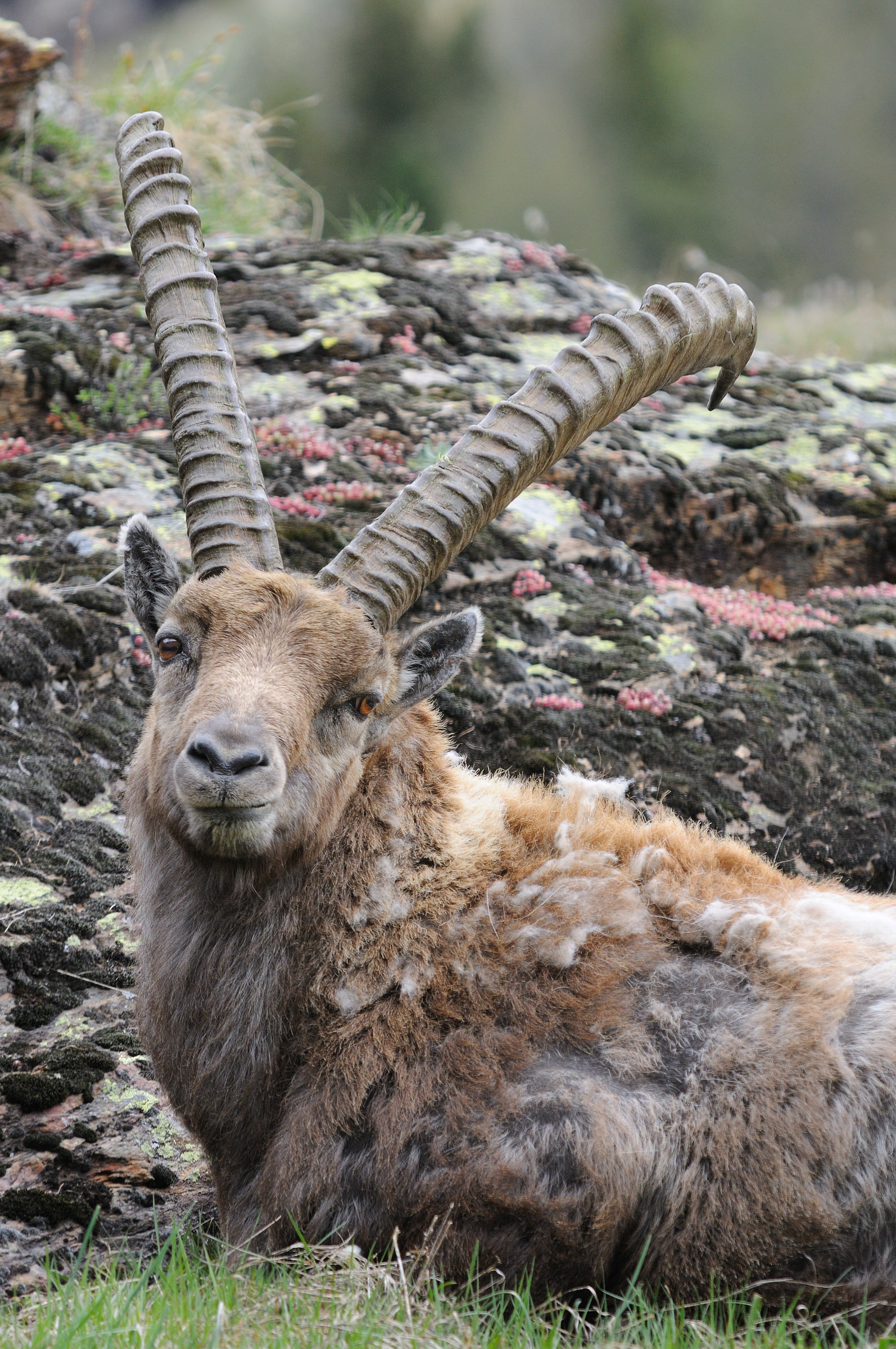 portrait of ibex