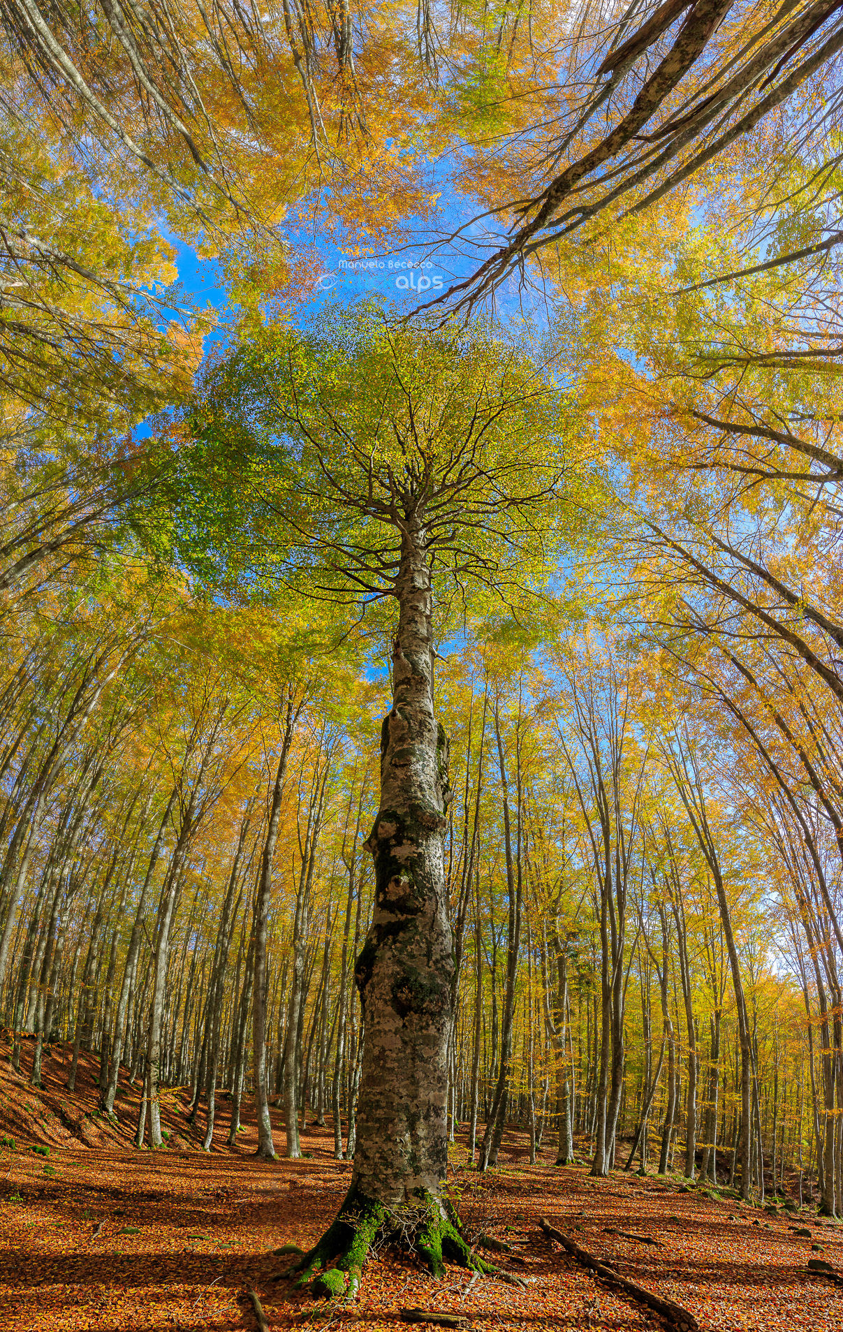 The king of the Trees