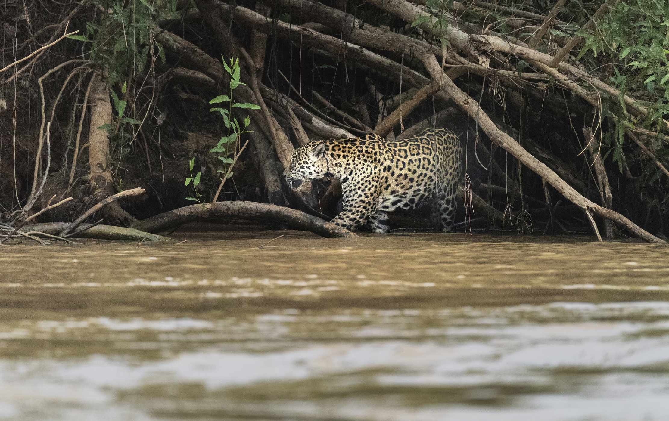 Pantanal 2015 - Jaguar