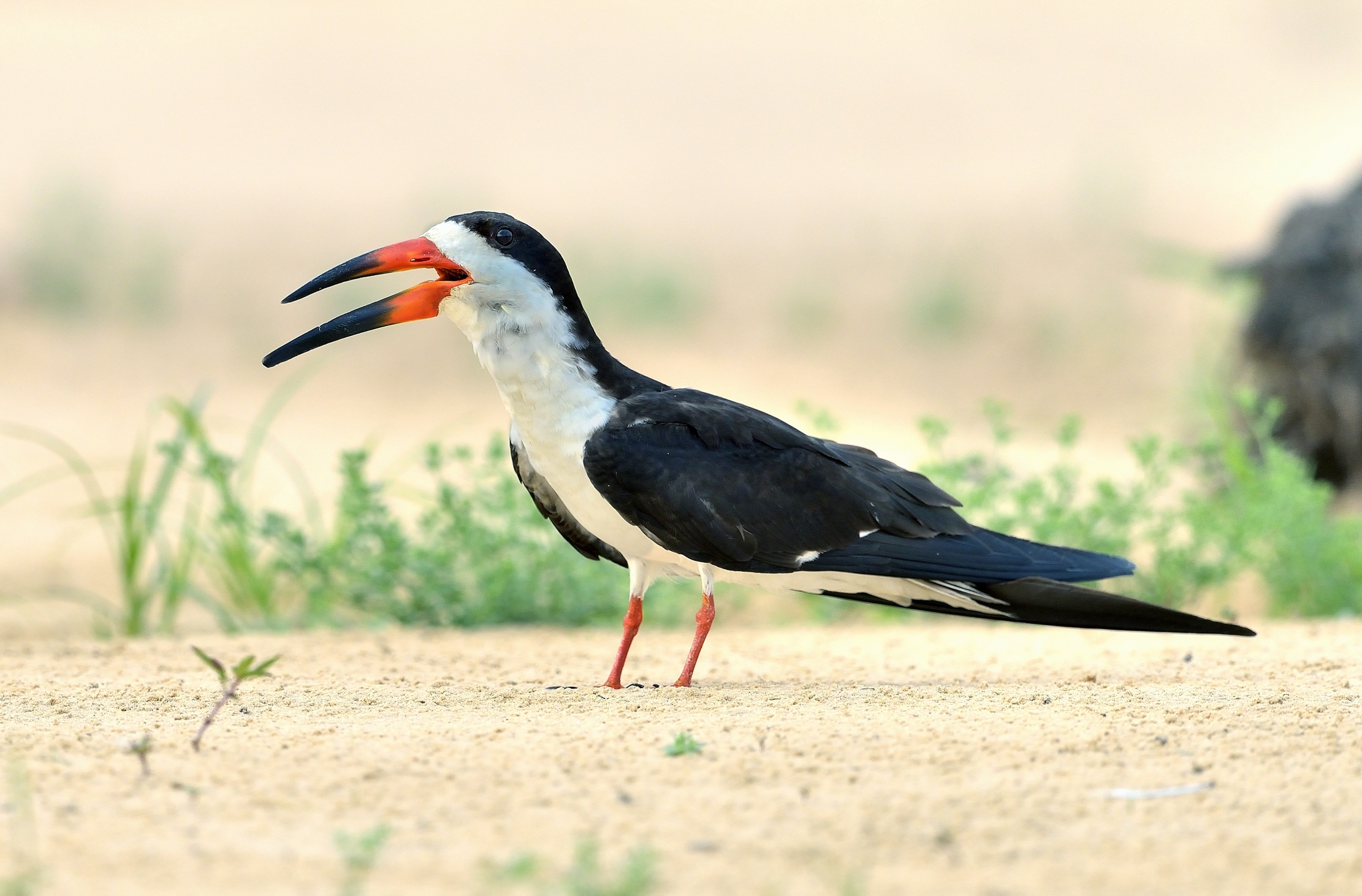 Pantanal 2015 - Skimmer