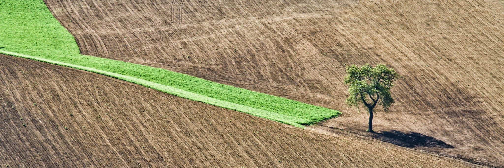 geometries peasant II