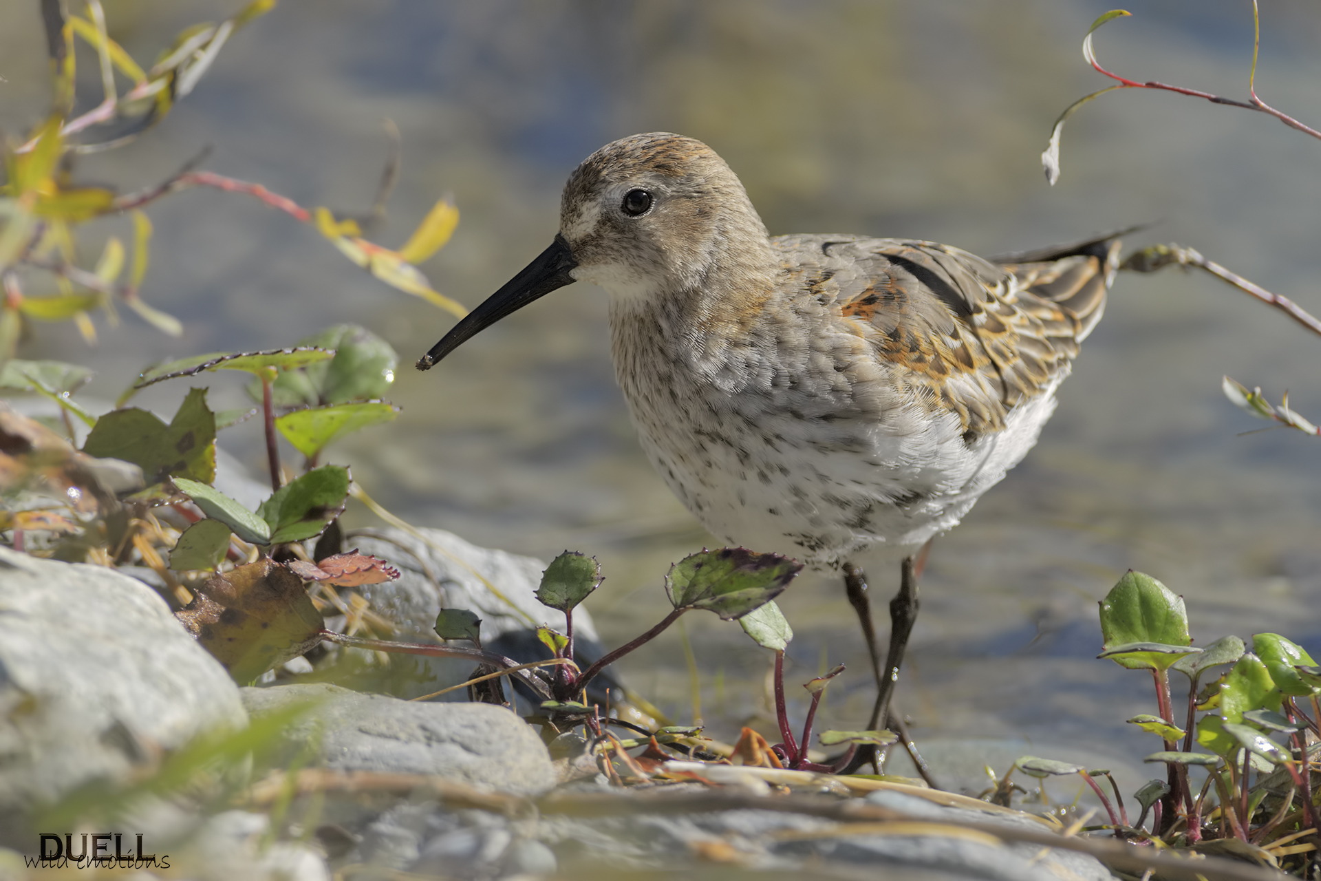 dunlin