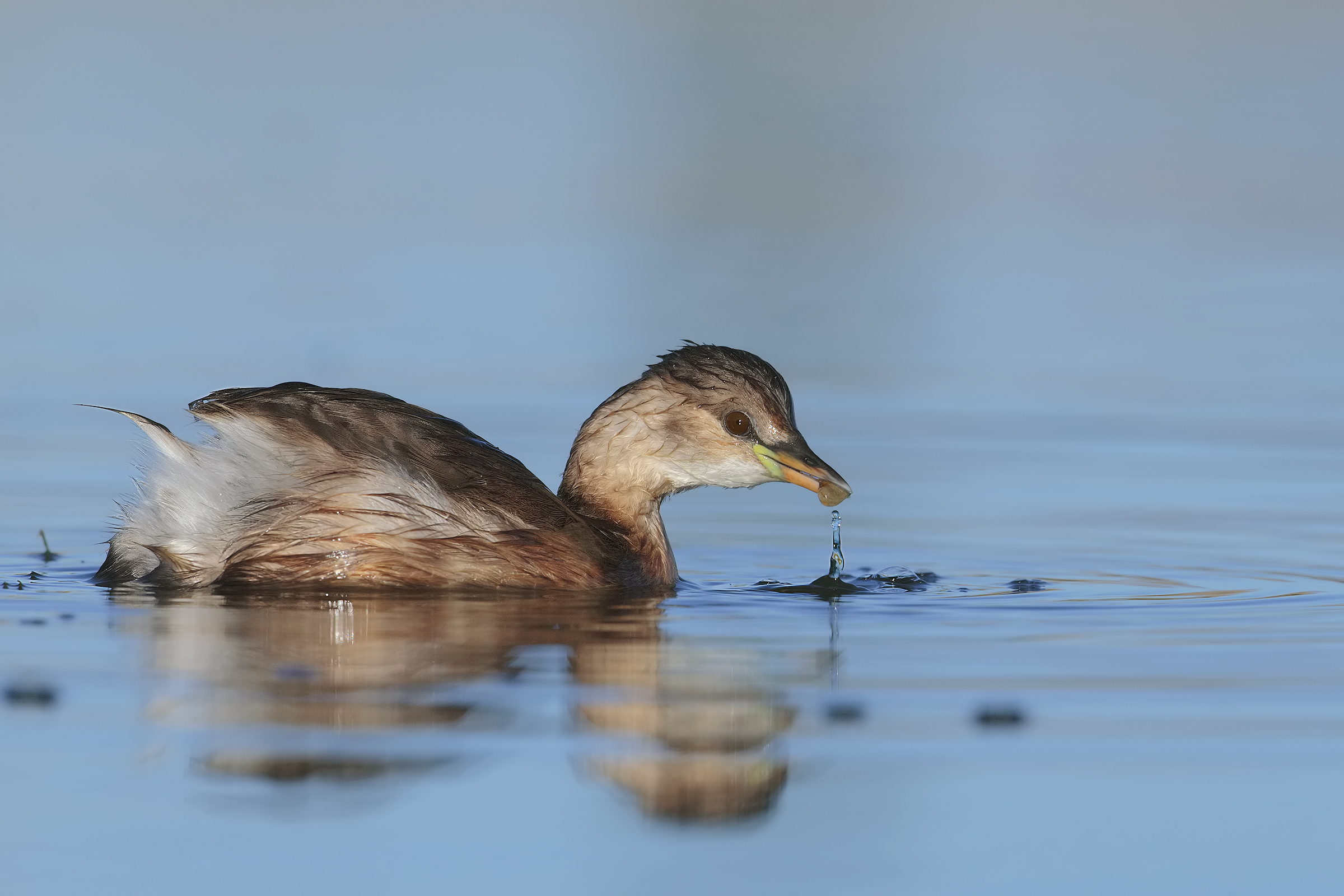 Little Grebe