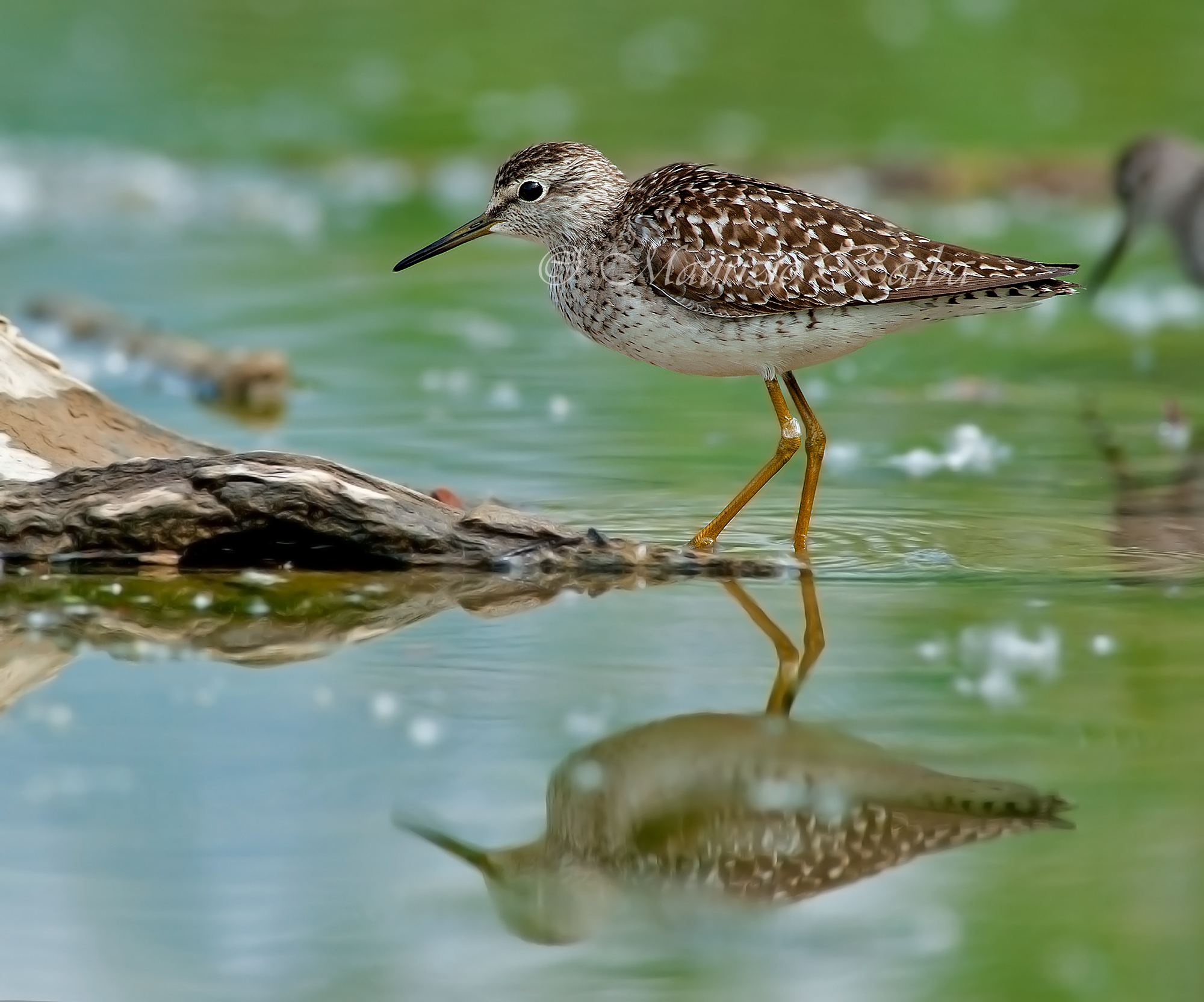 Piro Piro boschereccio