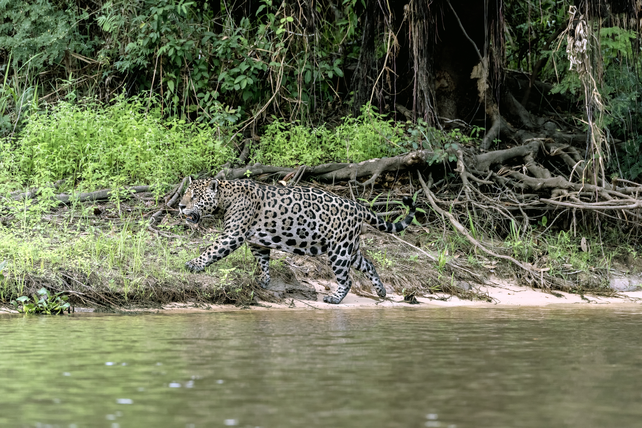 Pantanal 2015 - Jaguar