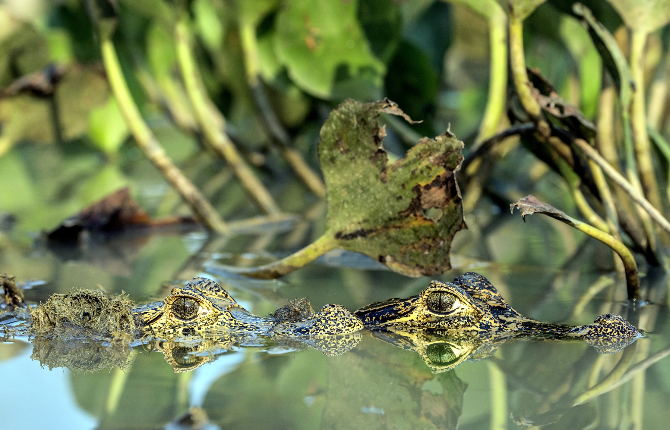 Pantanal 2015 - Caiman