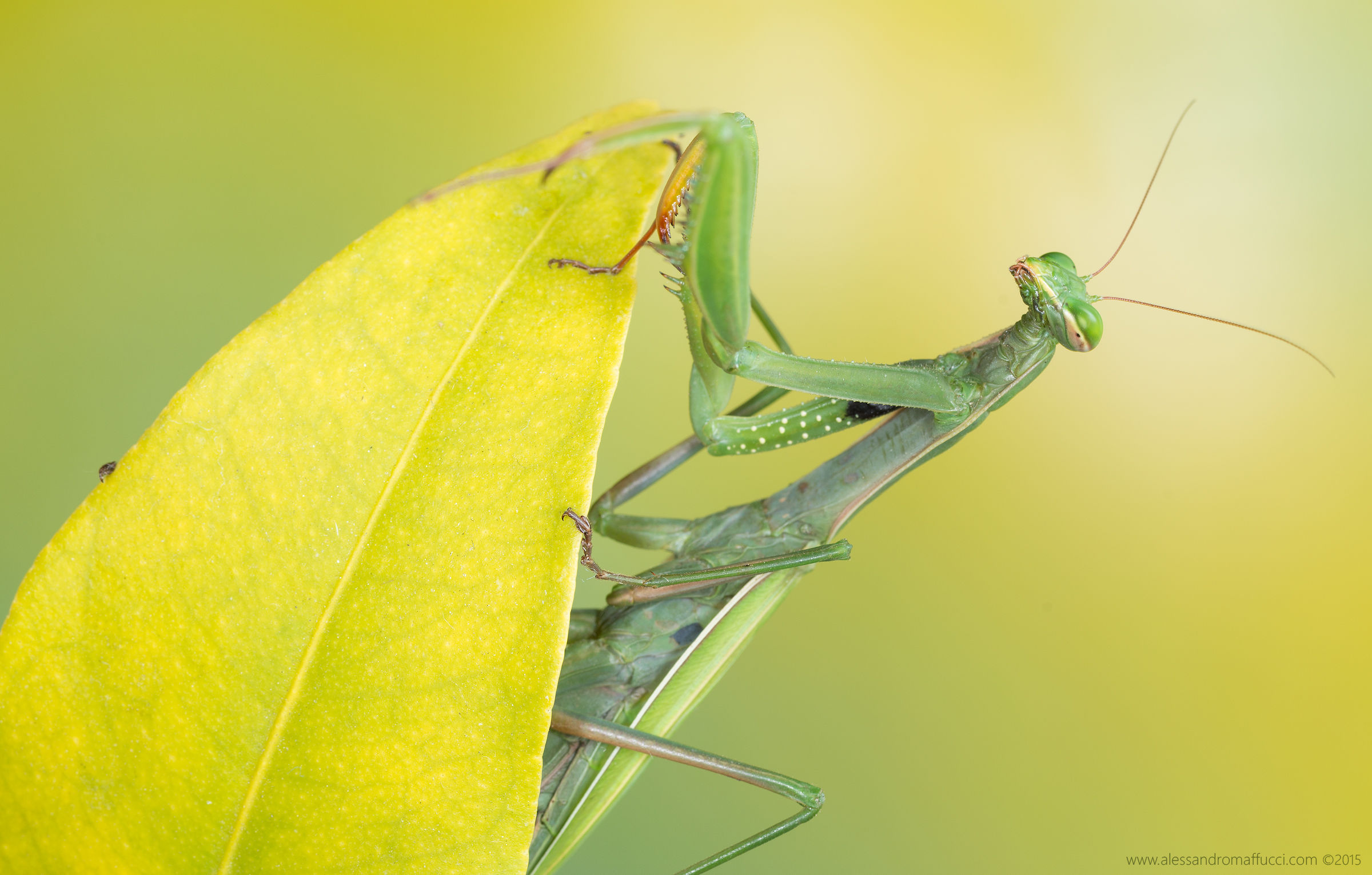 The last mantis 2015 ...