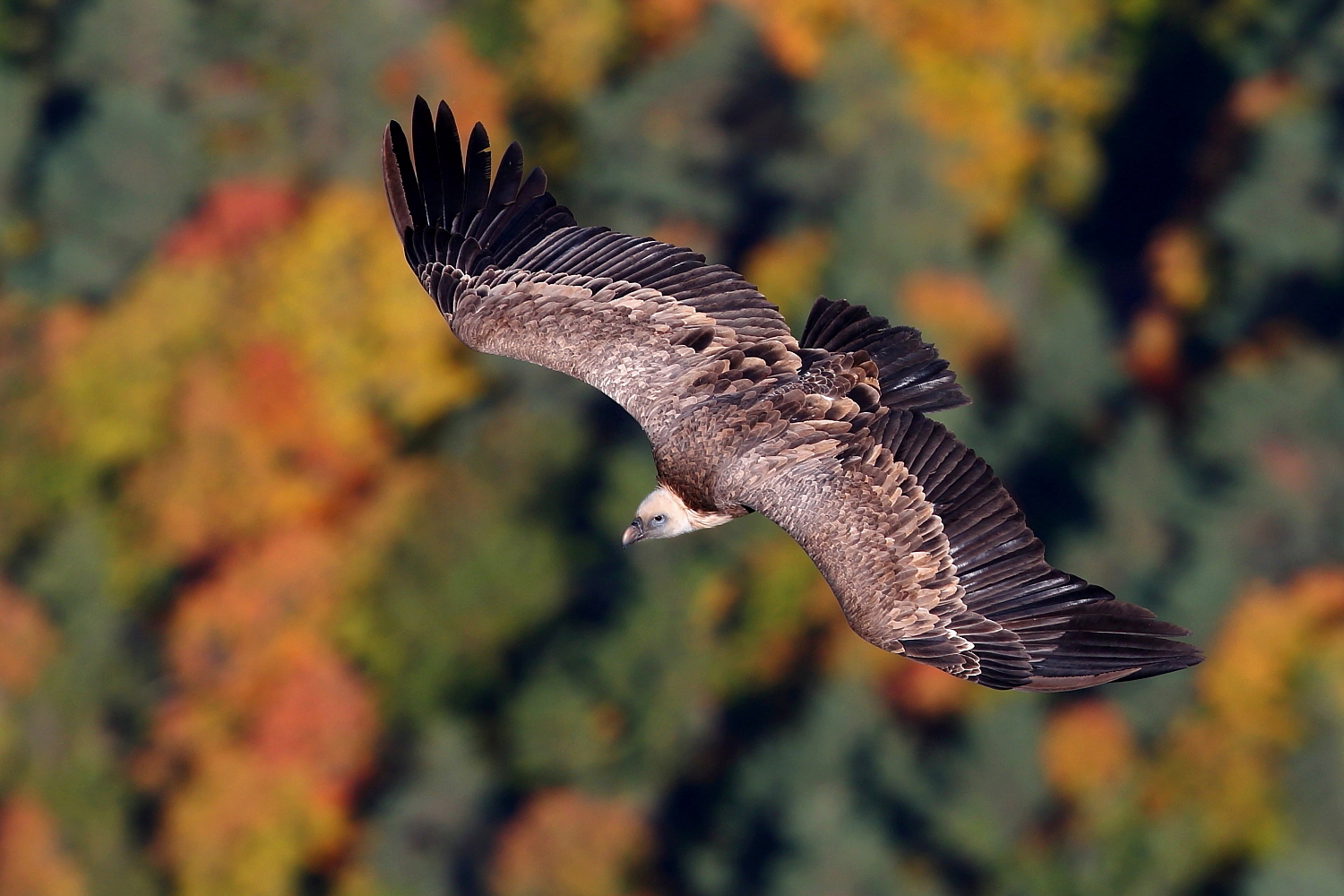 Autumn on the Verdon