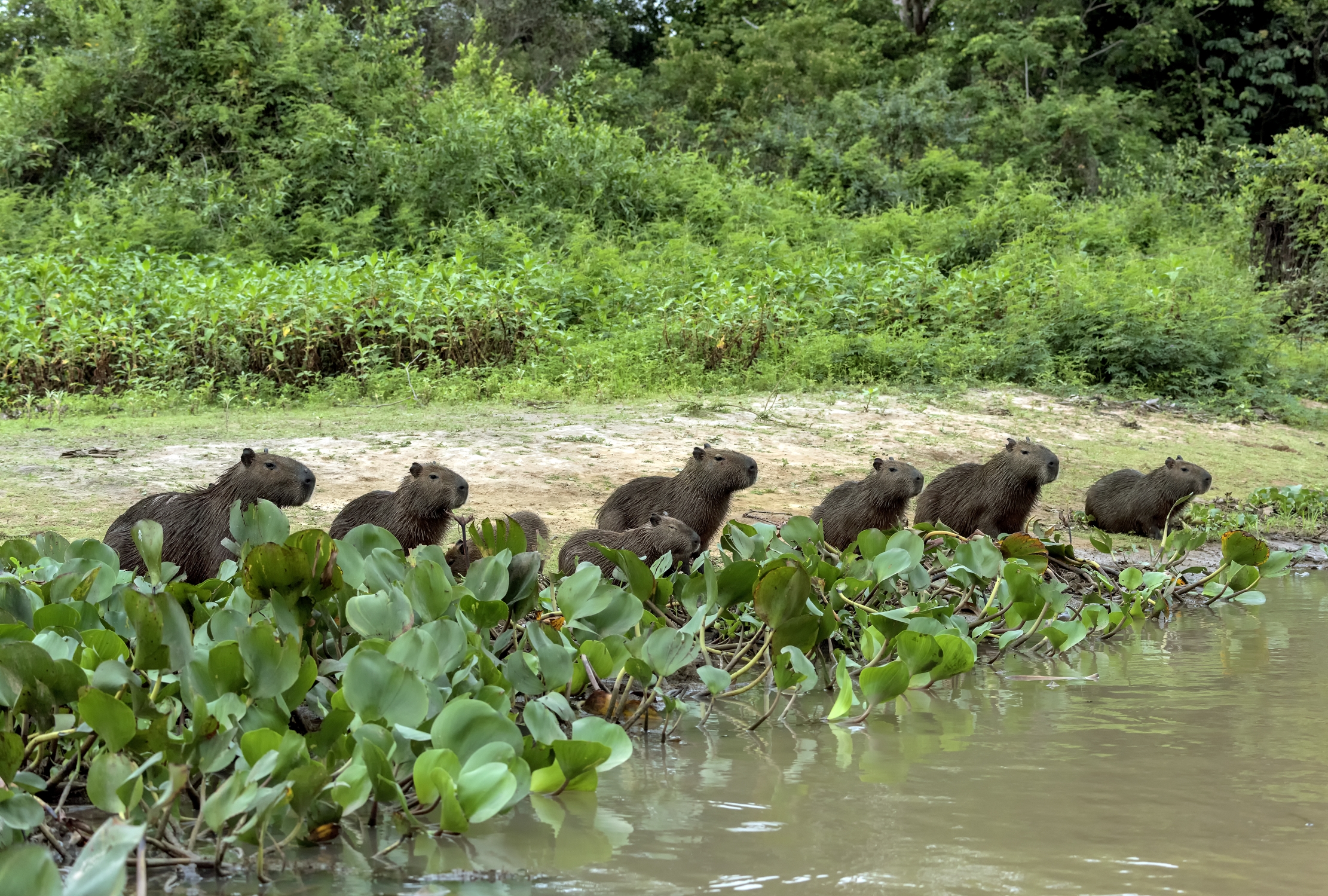 Pantanal 2015 - Capibara...in fila...