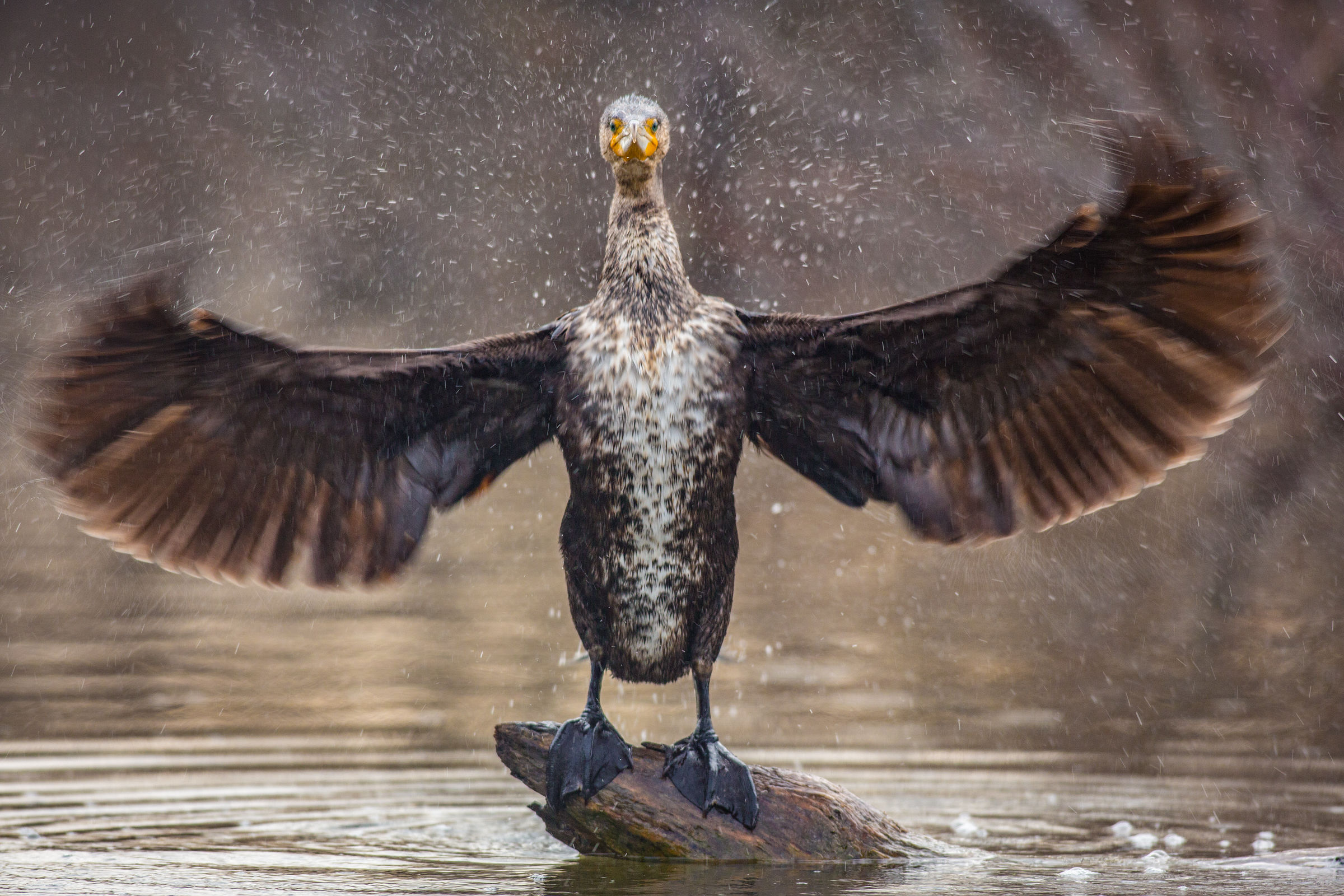 Il direttore d'orchestra