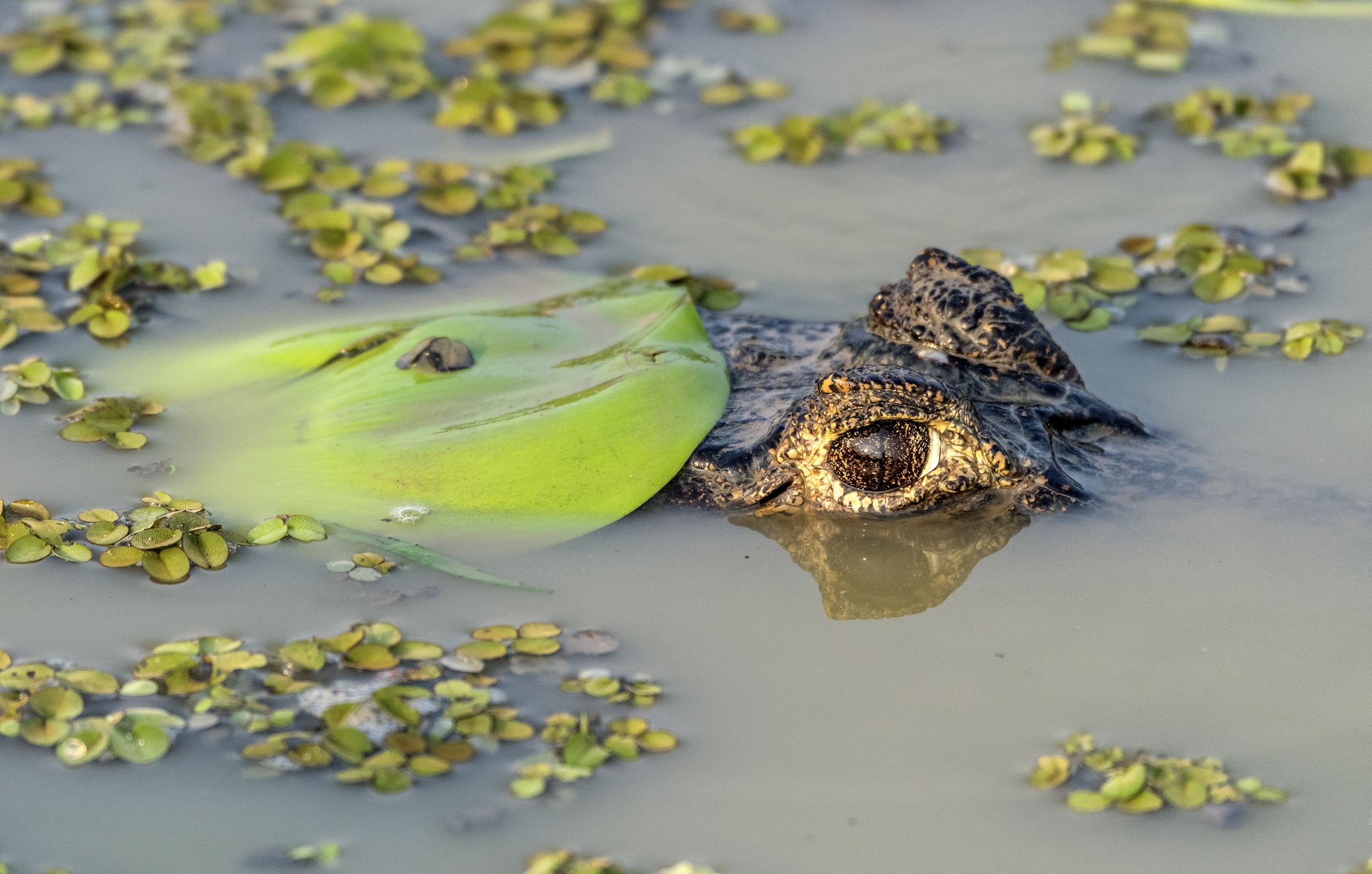 Pantanal 2015 - Caiman