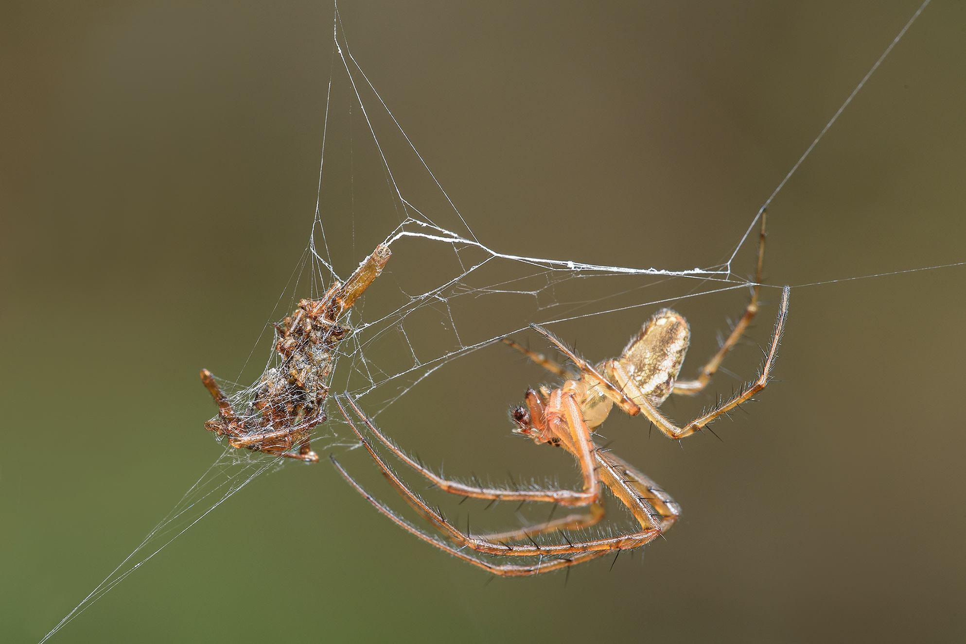 La dispensa del ragno