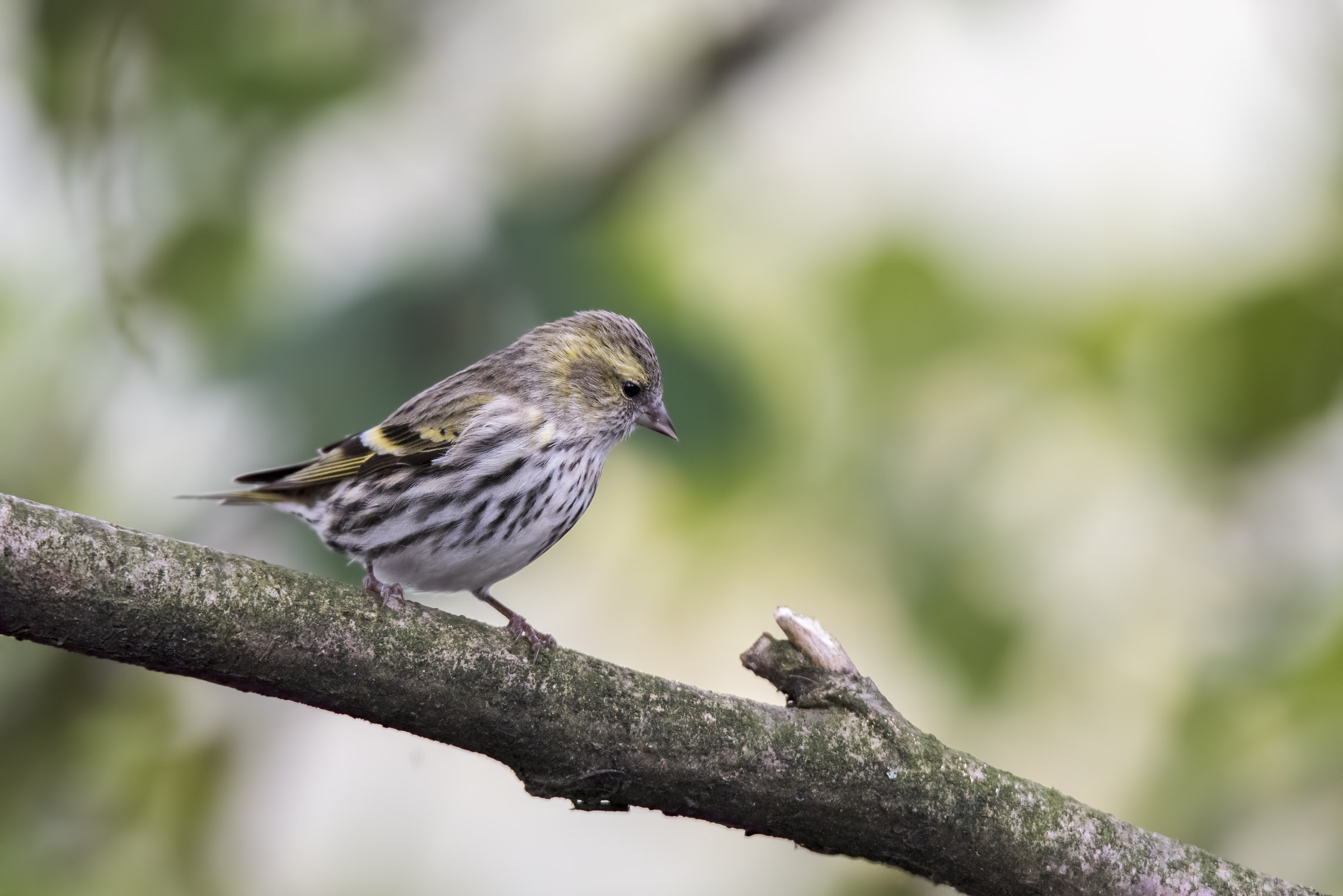 Siskin female