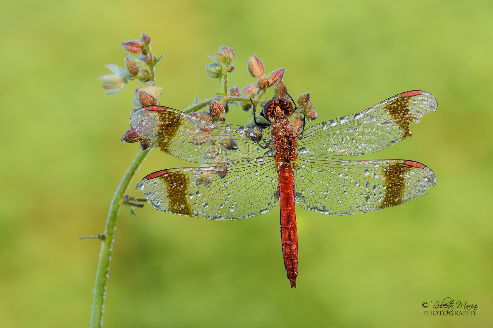 red dragonfly